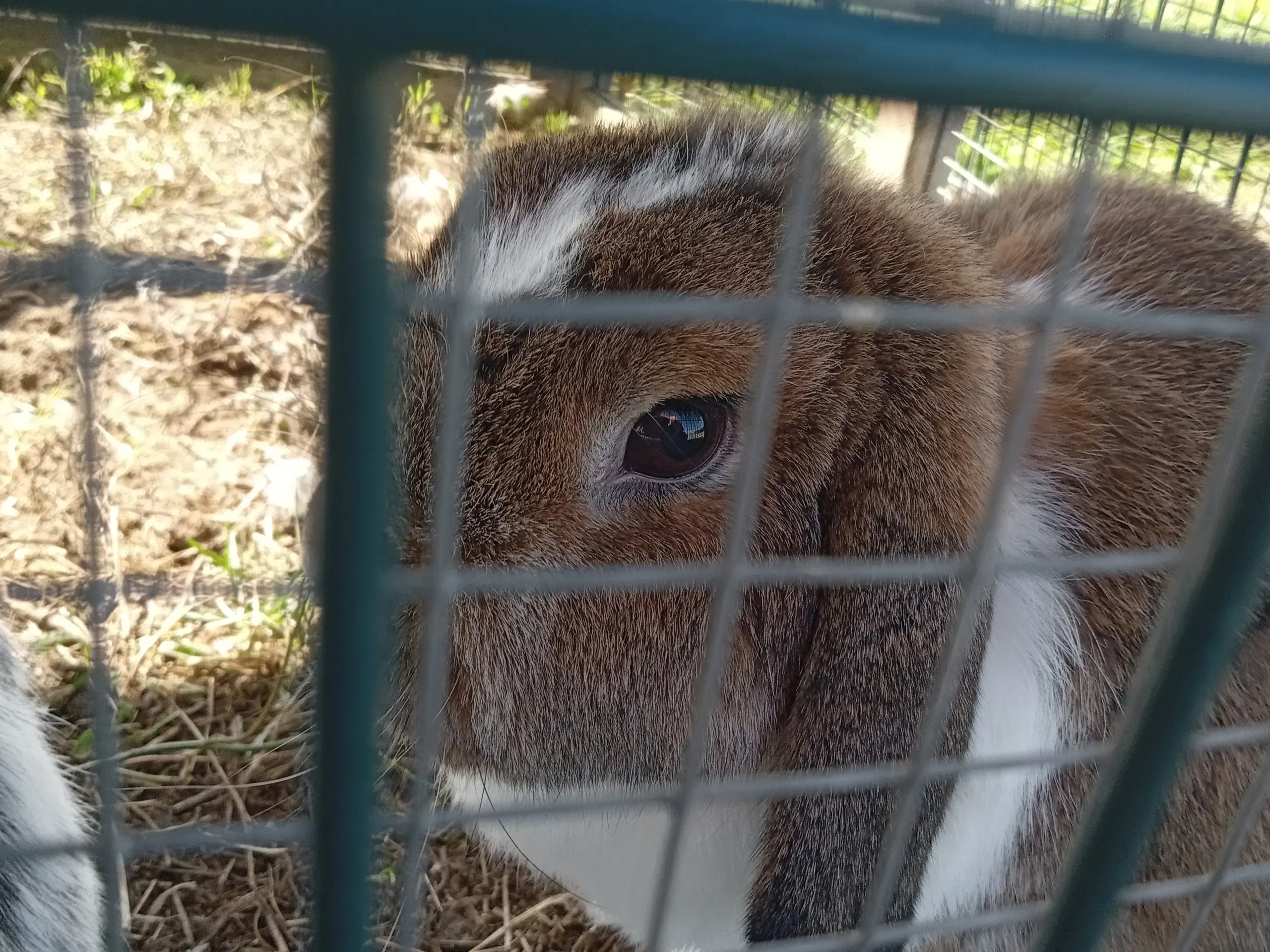 2 steriliseret kaniner