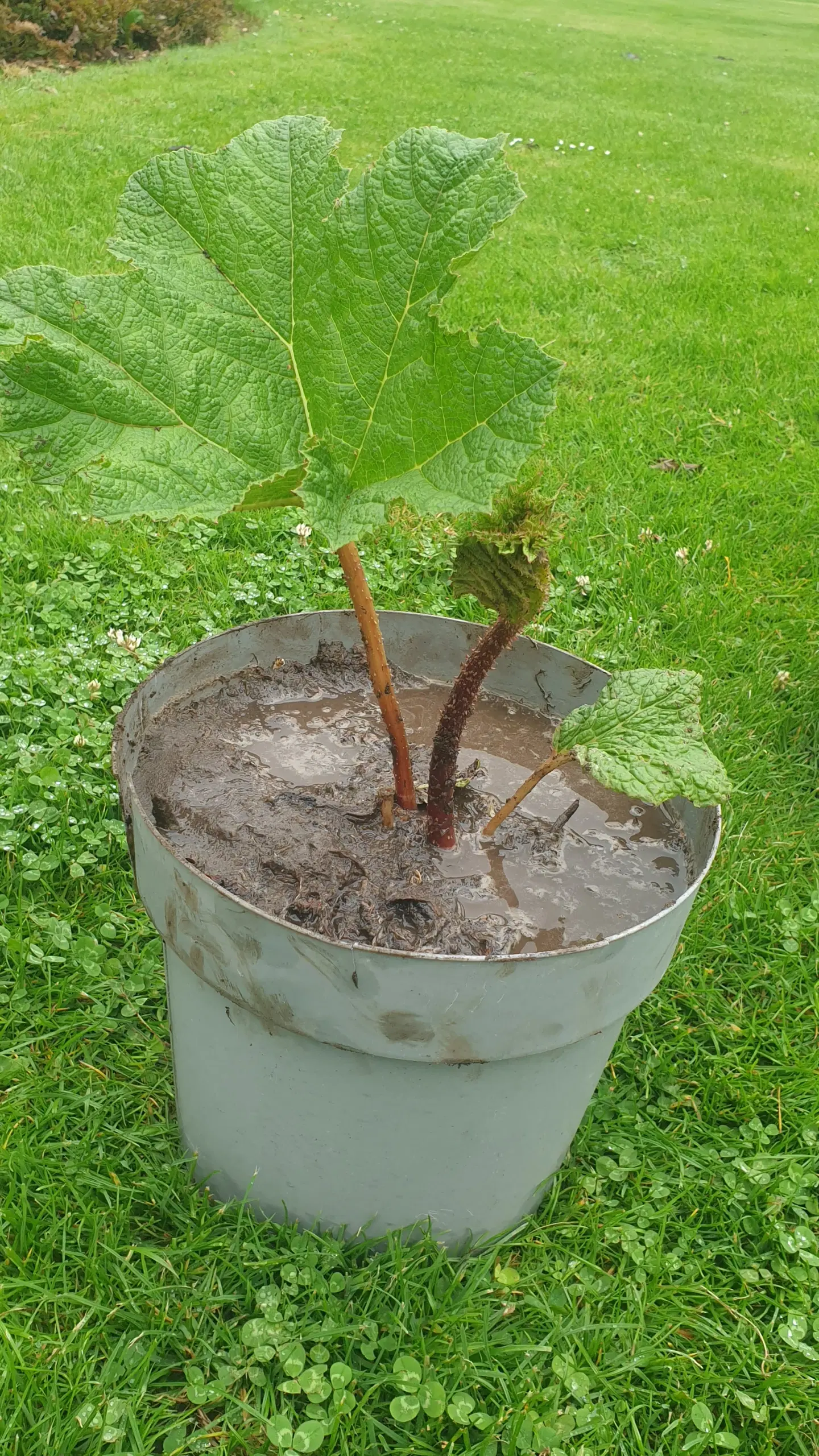 Mammut blad gunnera manicata