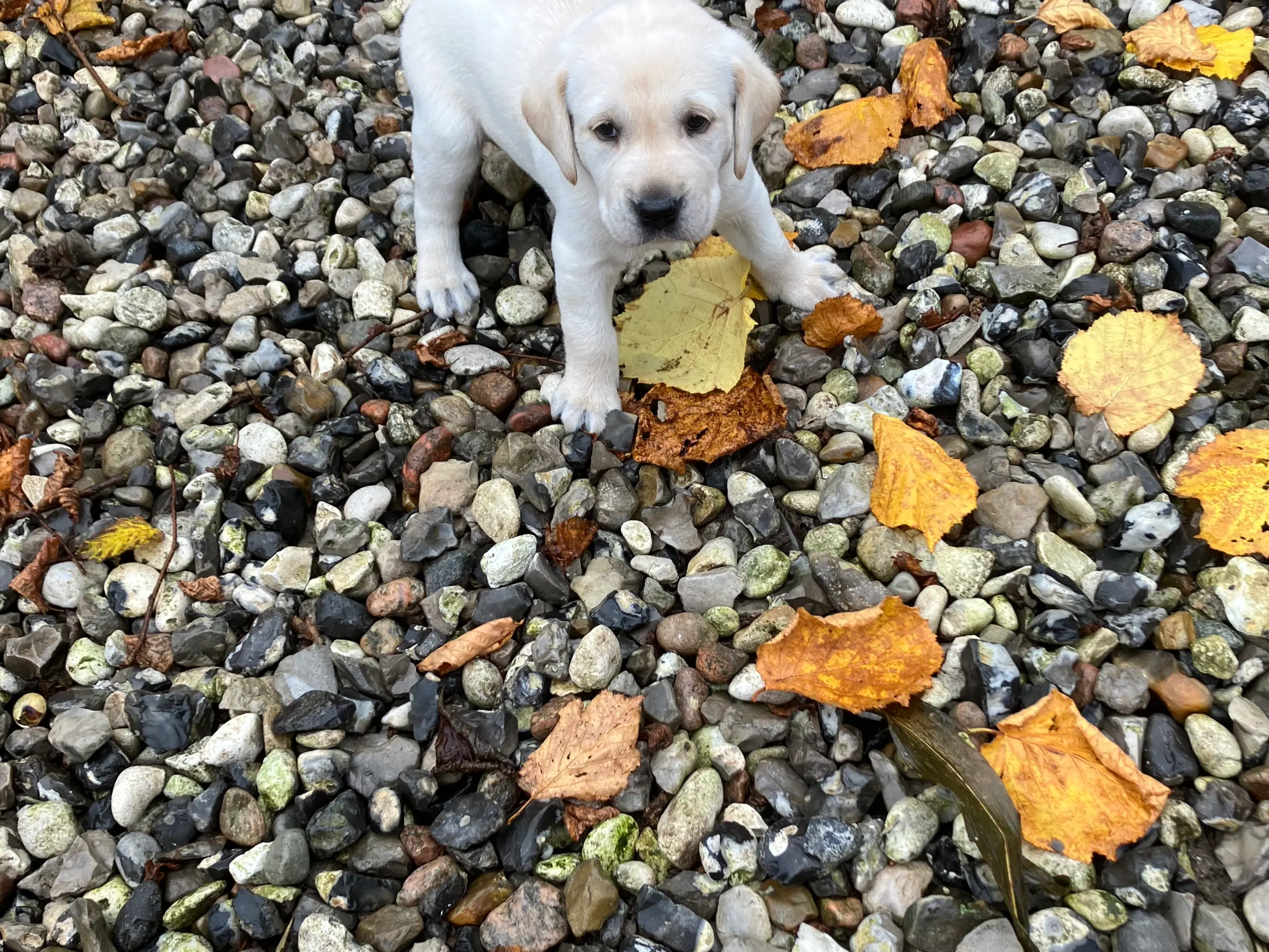 Gul Labrador