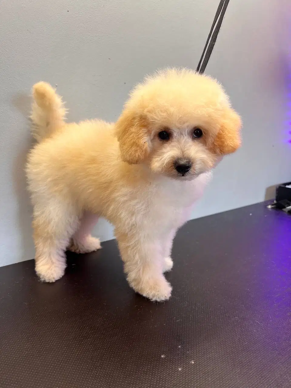 Maltipu maltipoo Hvalp apricot