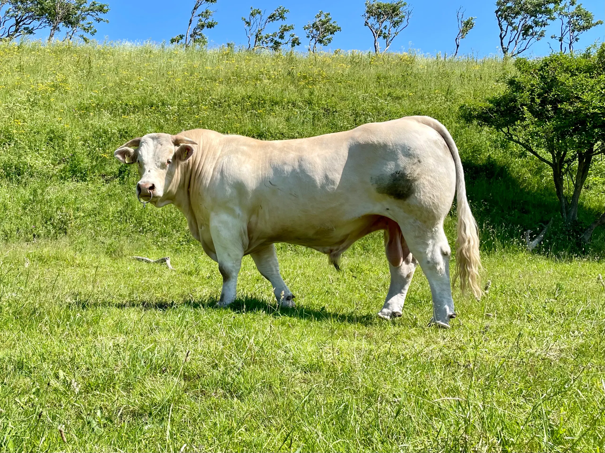 3 års Charolais tyr sælges