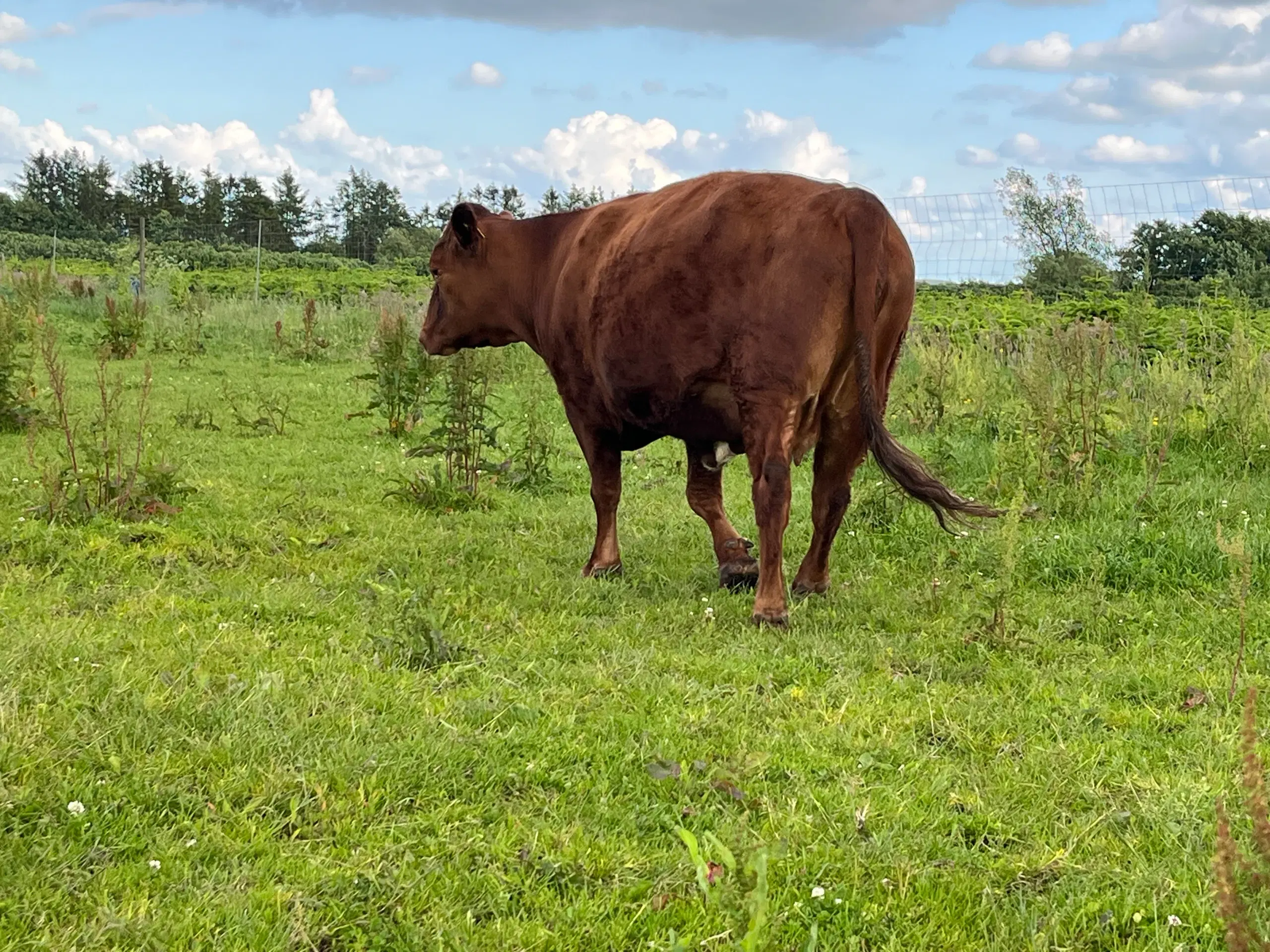 Sælges simmentaler krydsnings ko