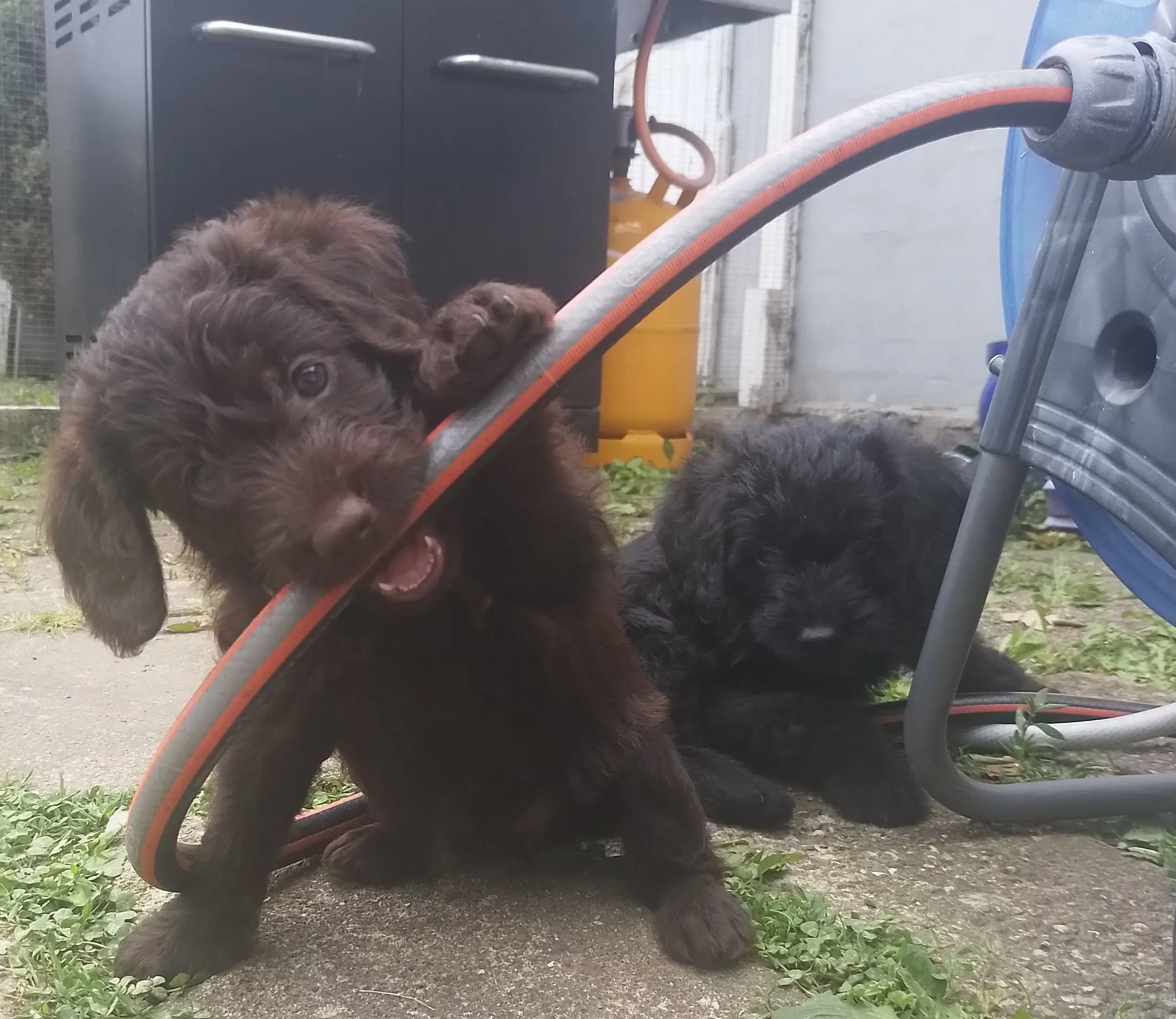 Labradoodle hvalpe