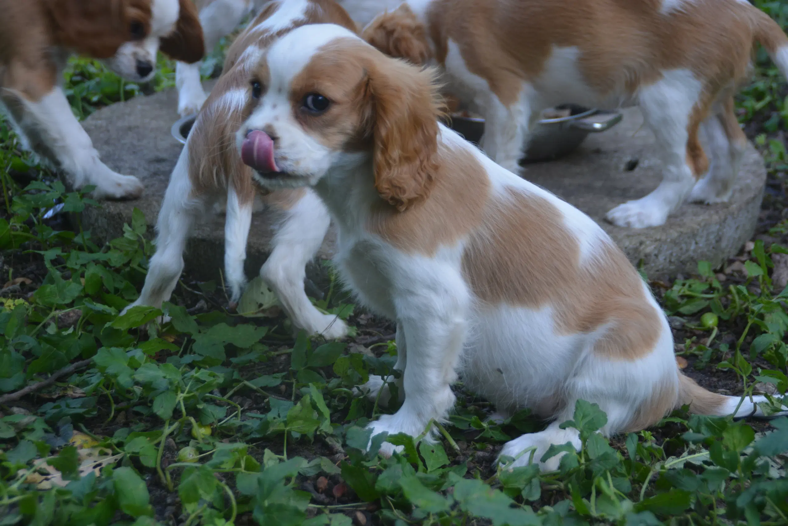 Cavalier King Charles Spaniel