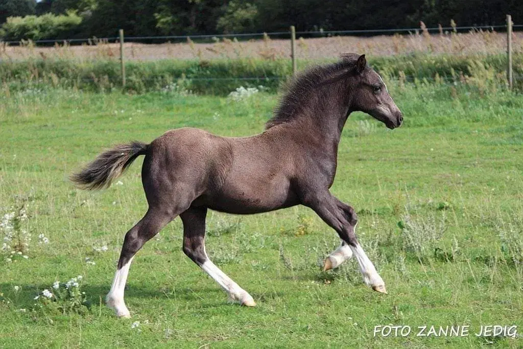 Lækker welsh hoppeplag