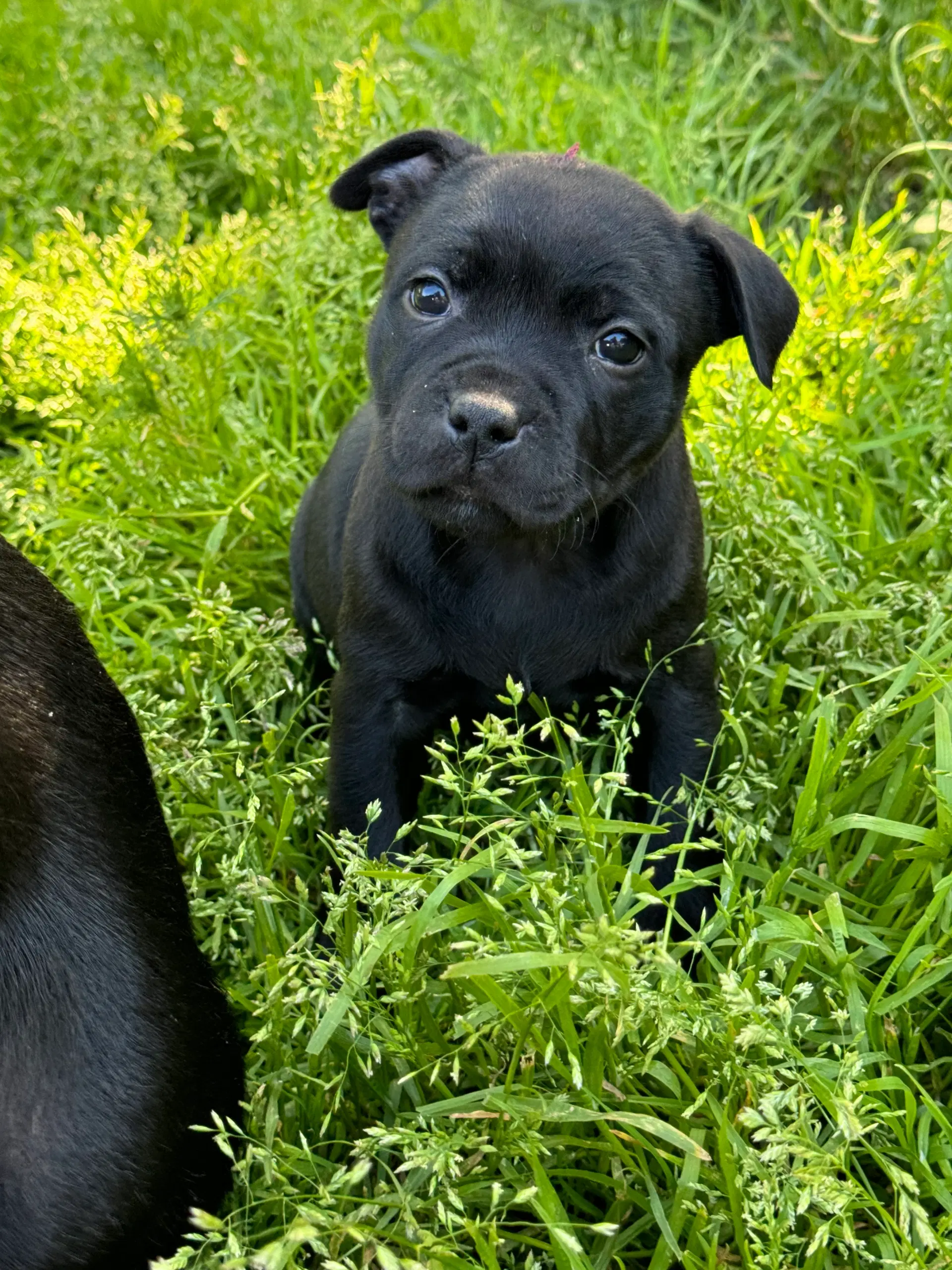 Staffordshire Bull terrier