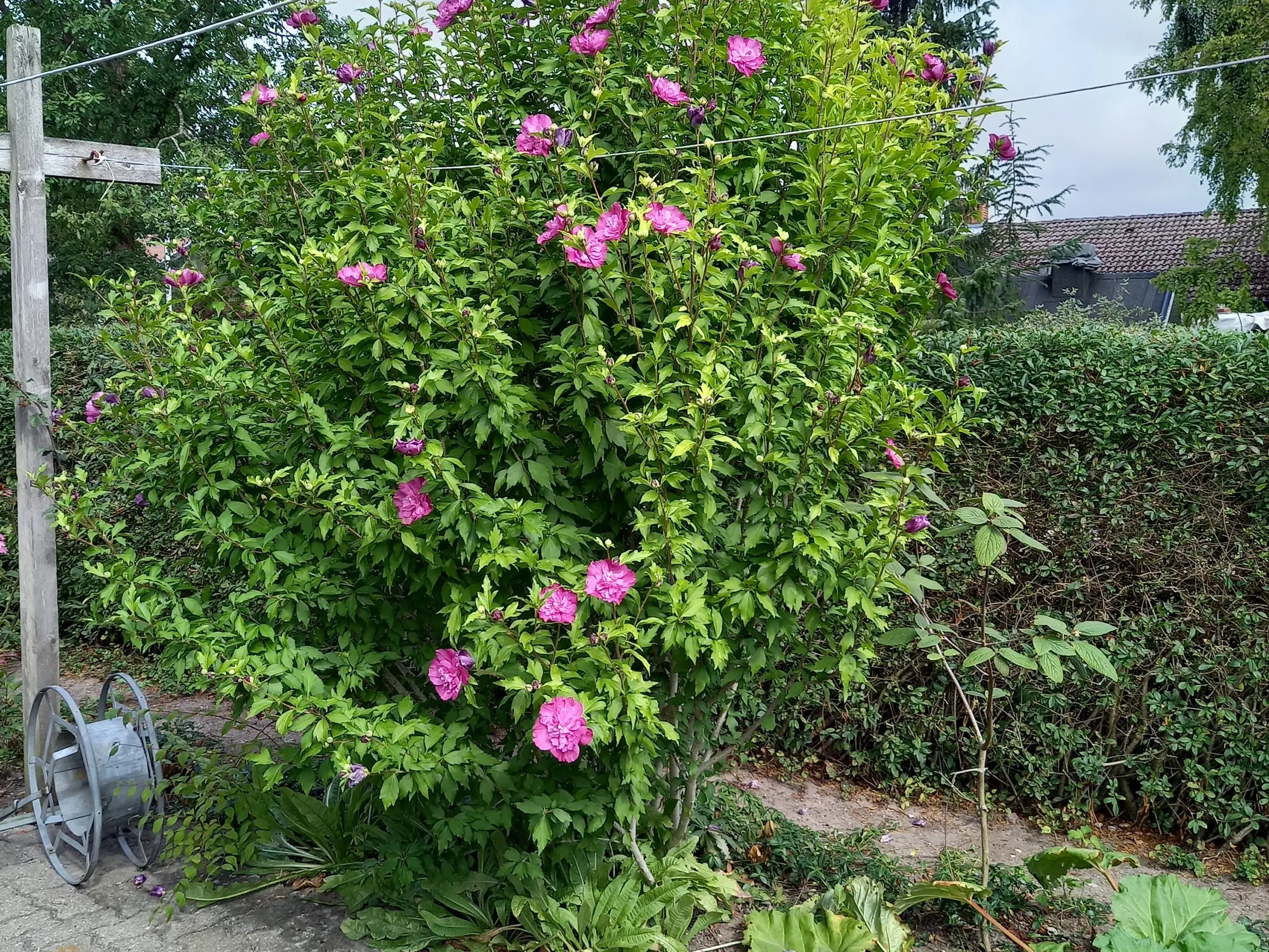 Syrisk rose stor busk med røde fyldte blomster