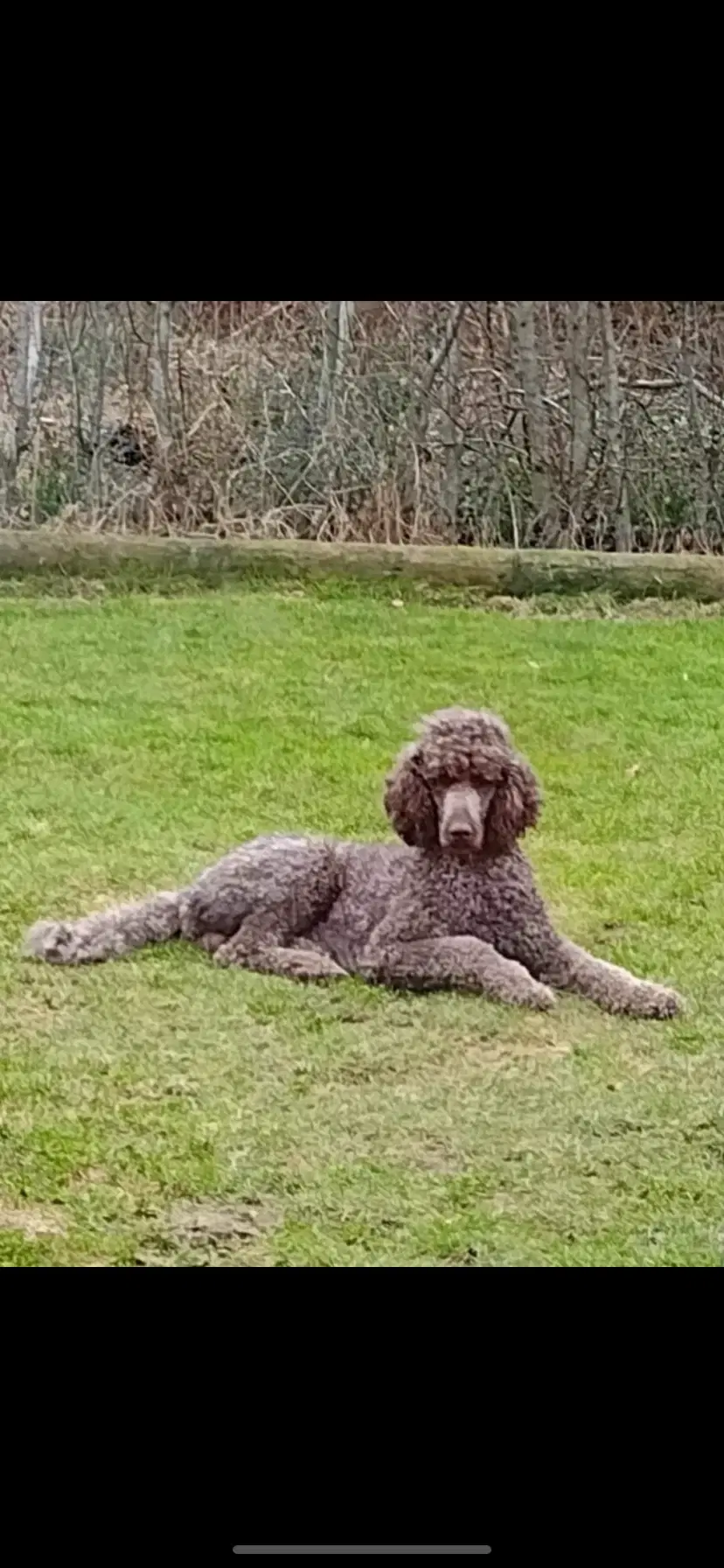 Labradoodle hvalpe