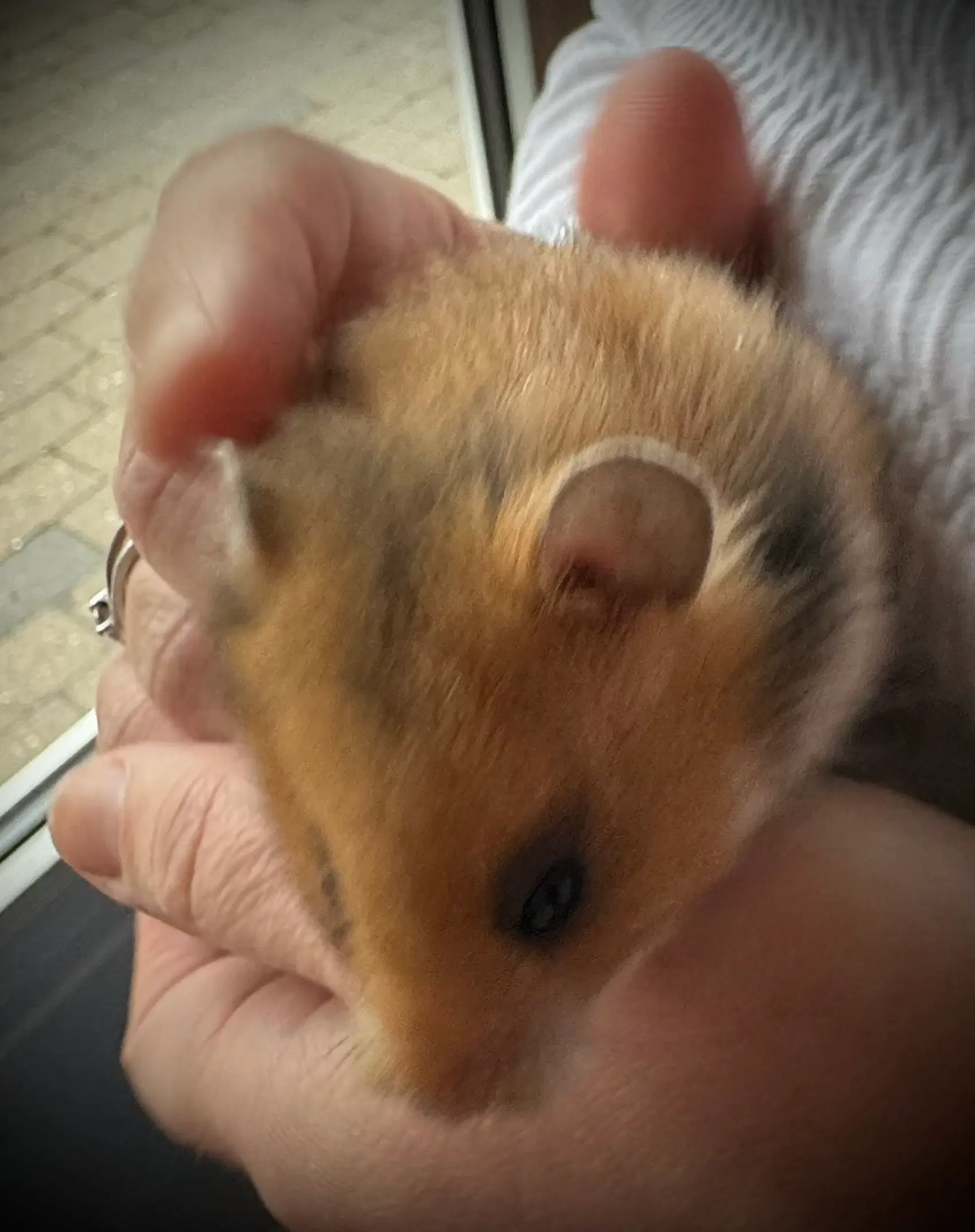 Guldhamster unger sælges