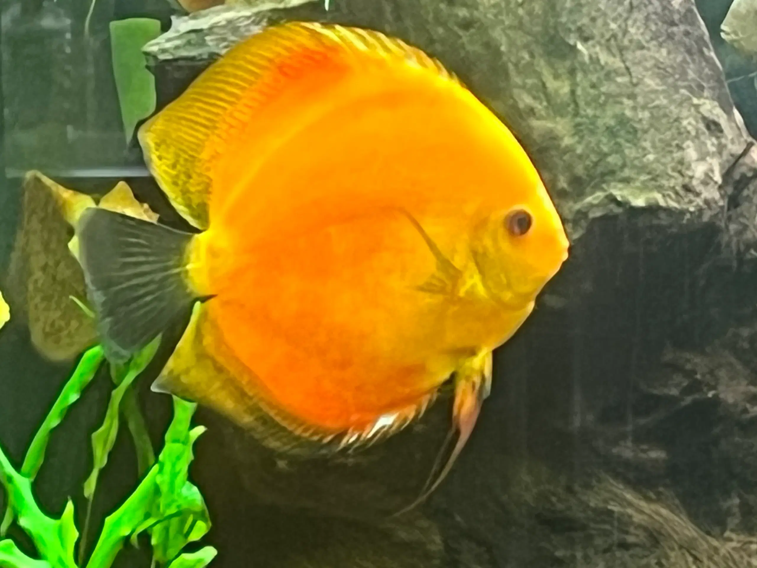 Discus fisk