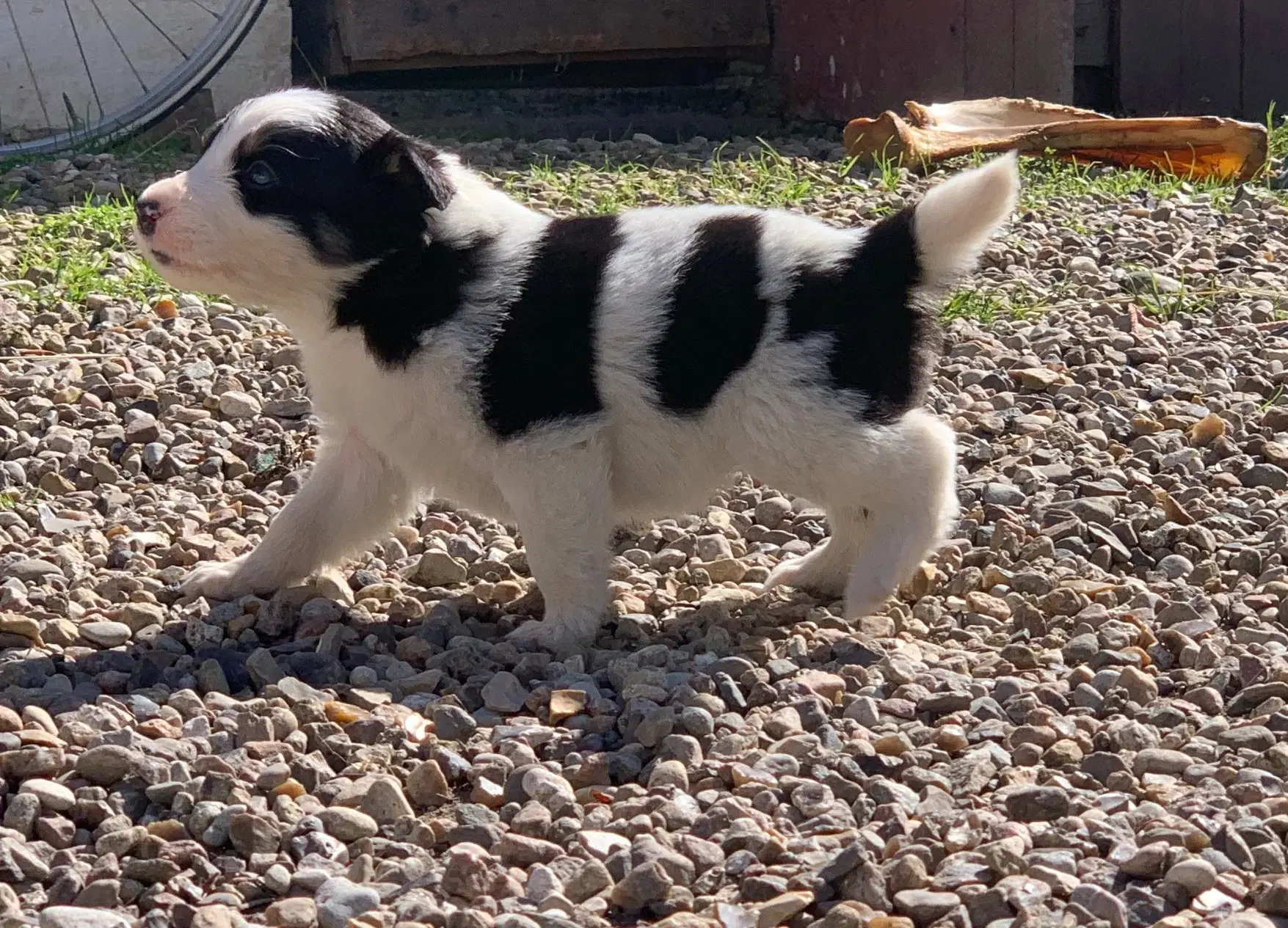 Border Collie hvalpe