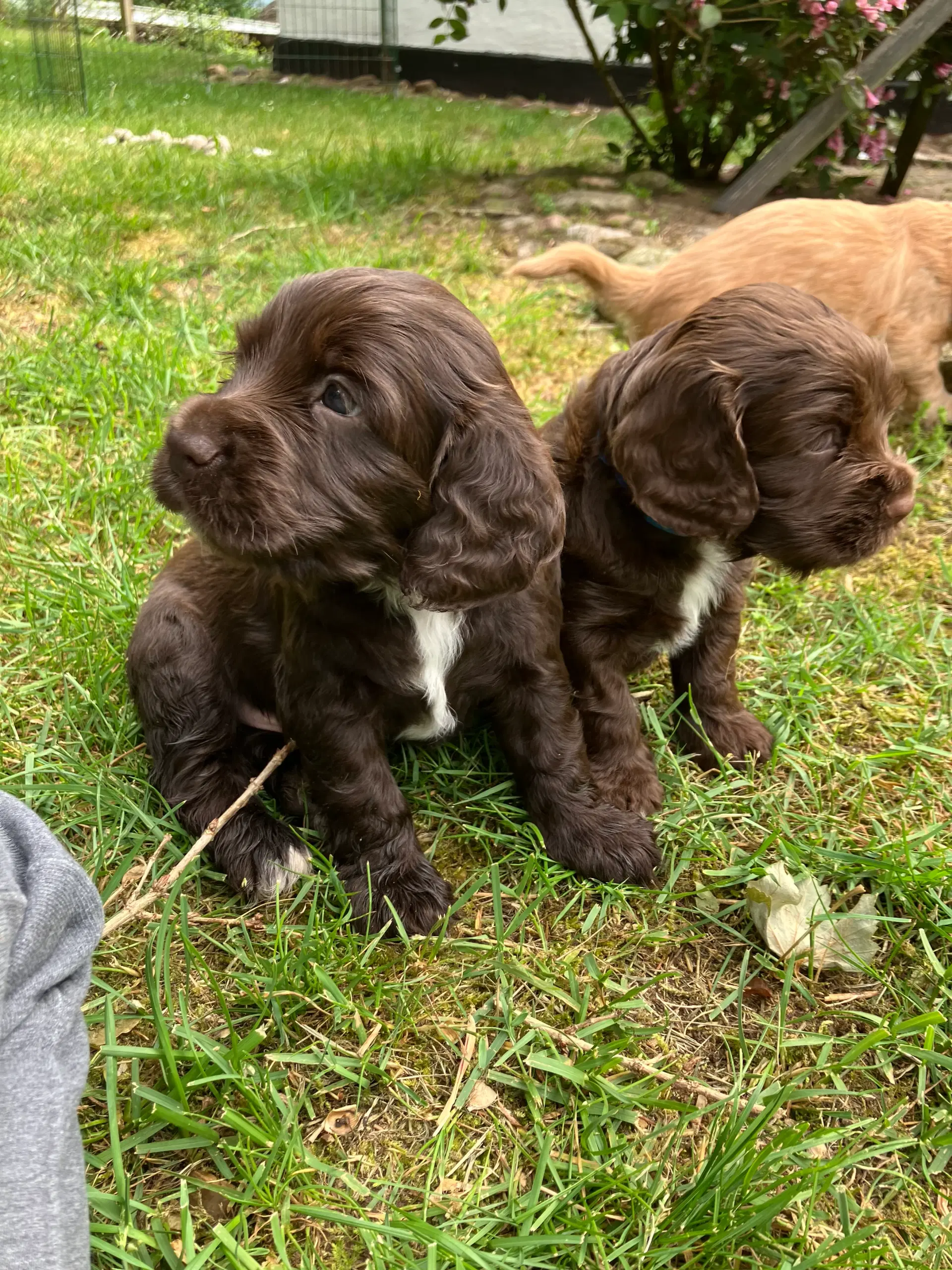 Mini Cocker Spaniel (Cockalier)