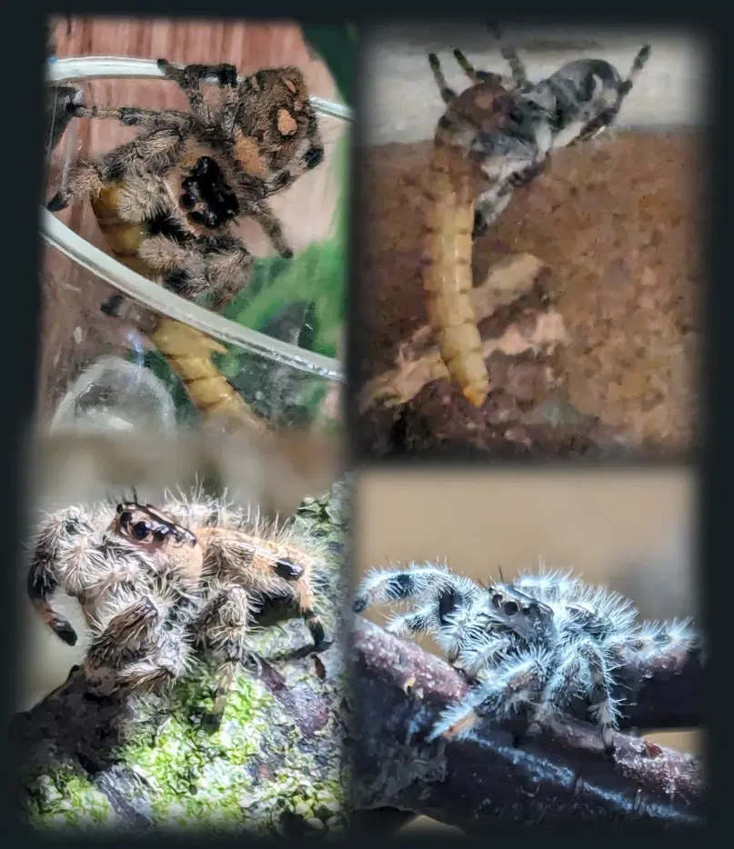 Edderkop Phidippus regius hunner