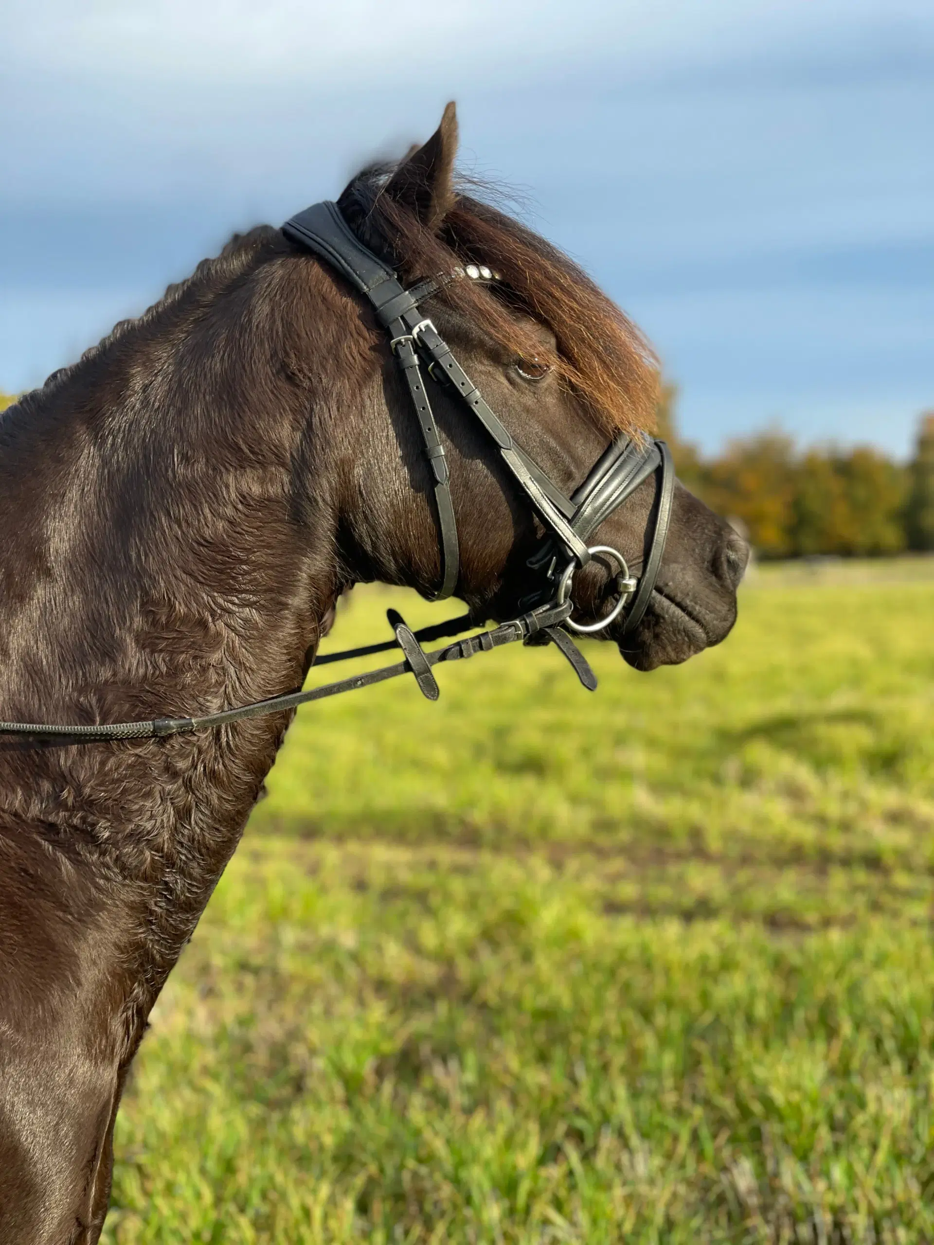 Smuk pony til salg