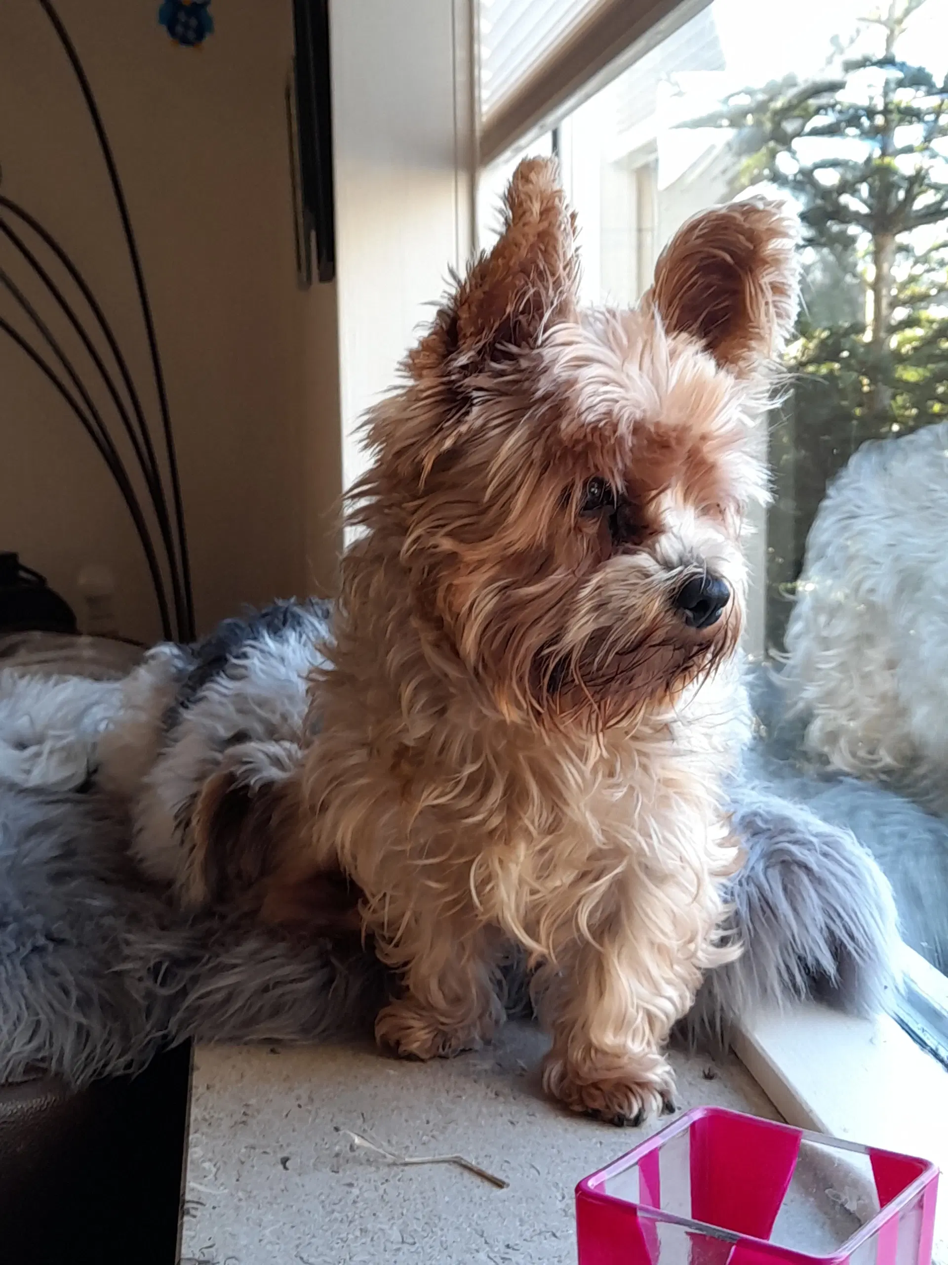 Yorkshire terrier hvalpe