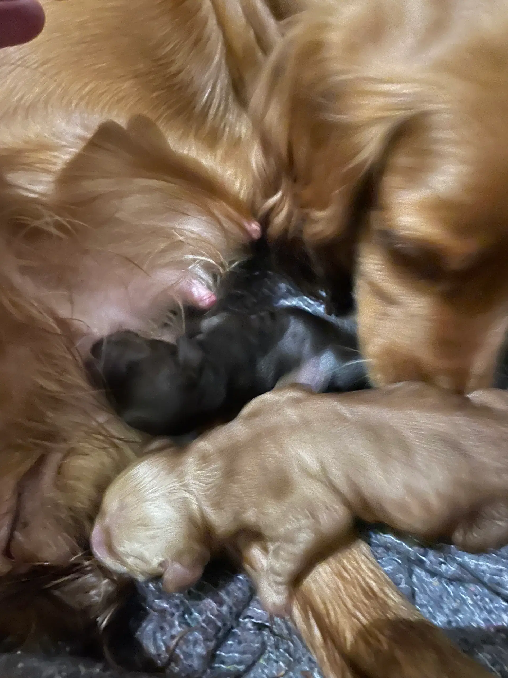 Cocker spaniels hvalpe