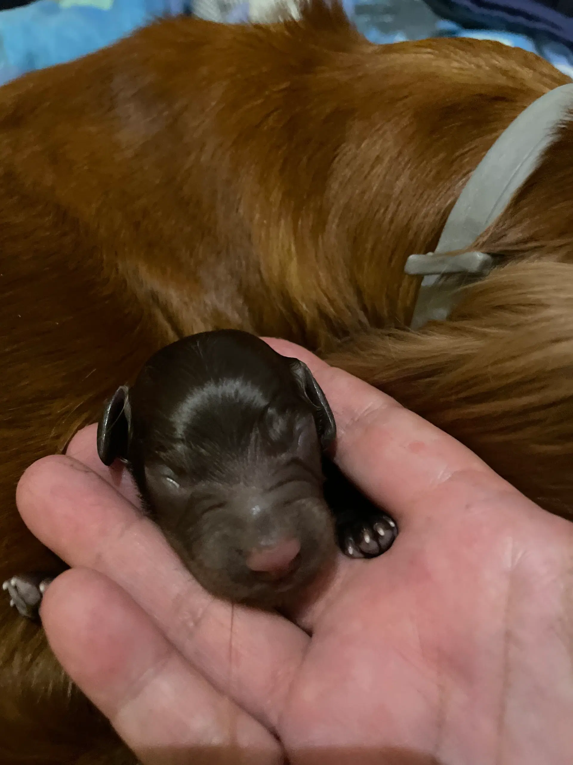 Cocker spaniels hvalpe