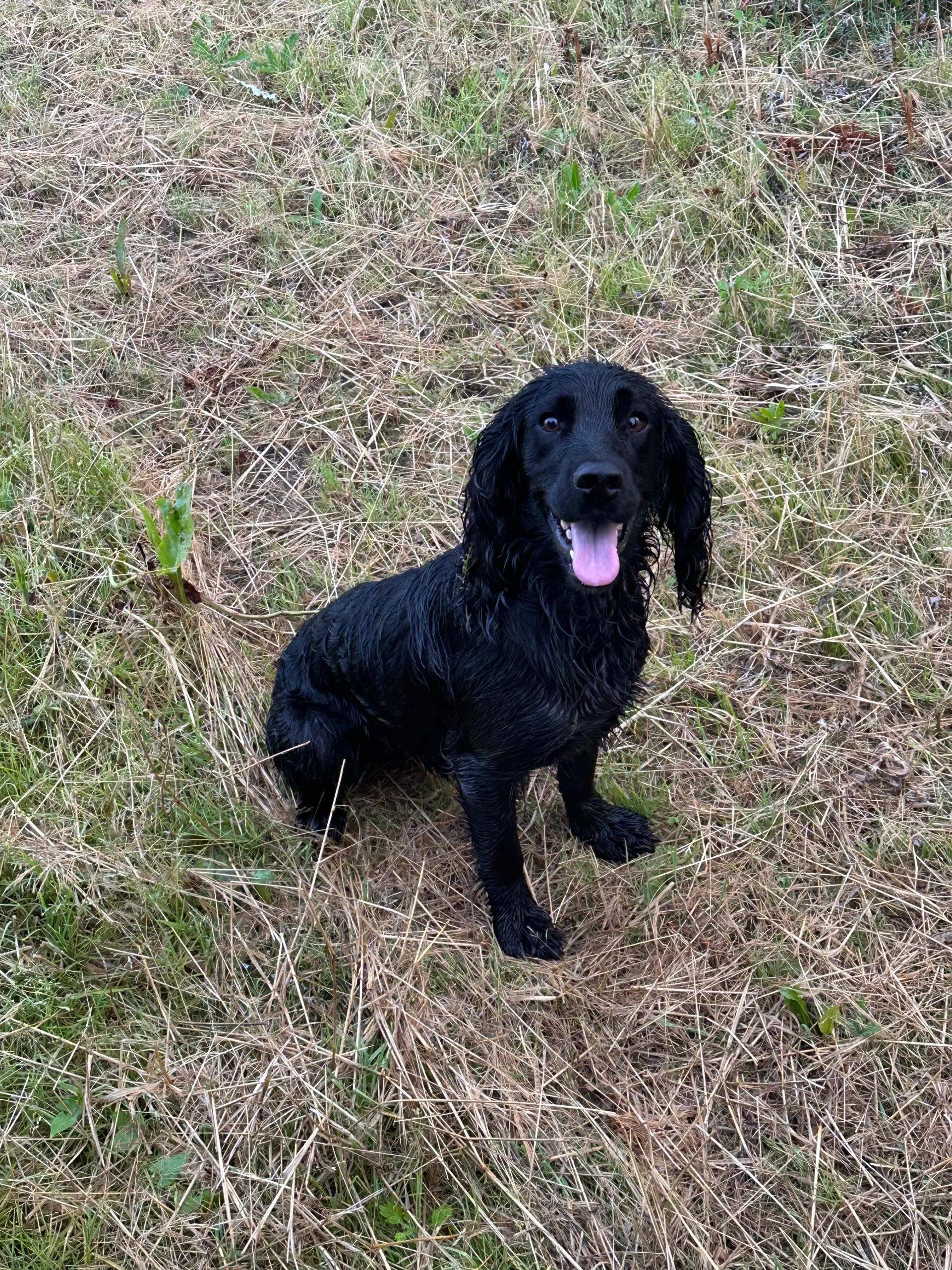 Cocker spaniels hvalpe