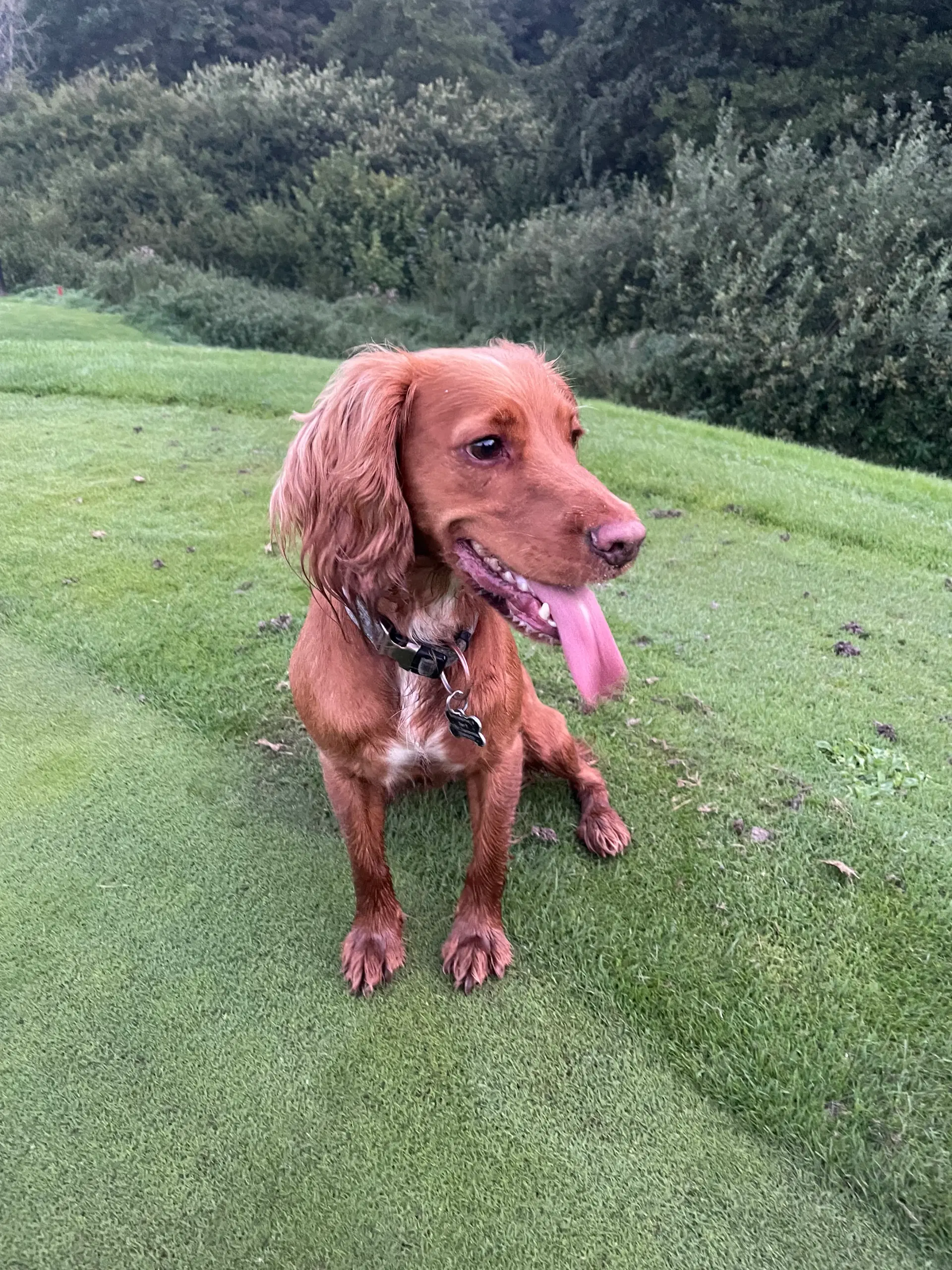 Cocker spaniels hvalpe