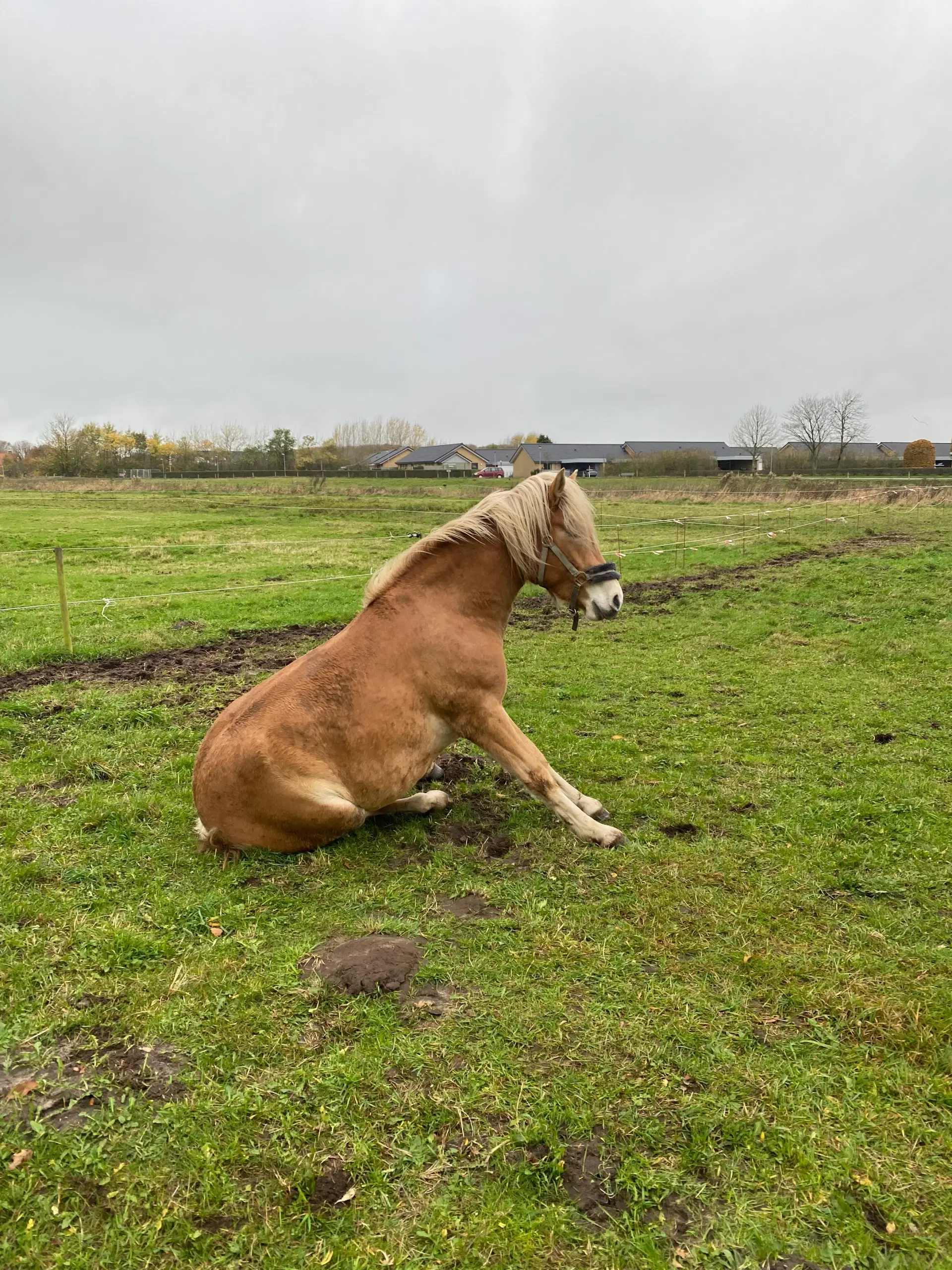 Haflinger Vallak