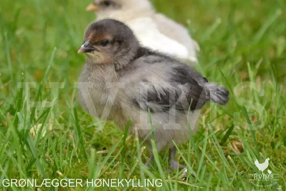 Kyllinger i flere aldre