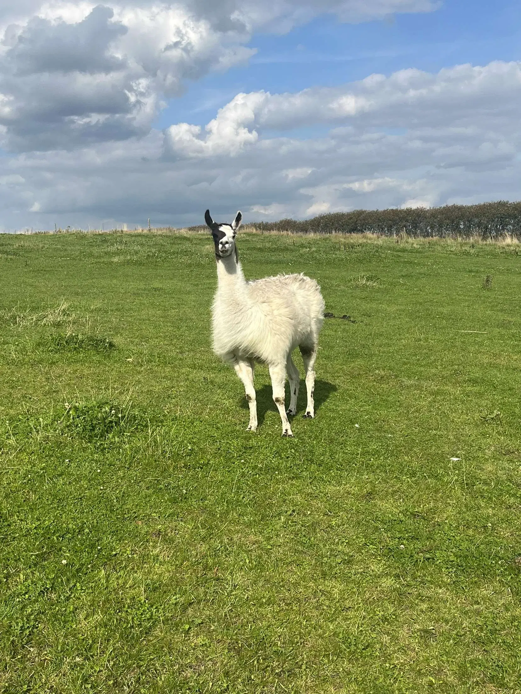 Sød lama