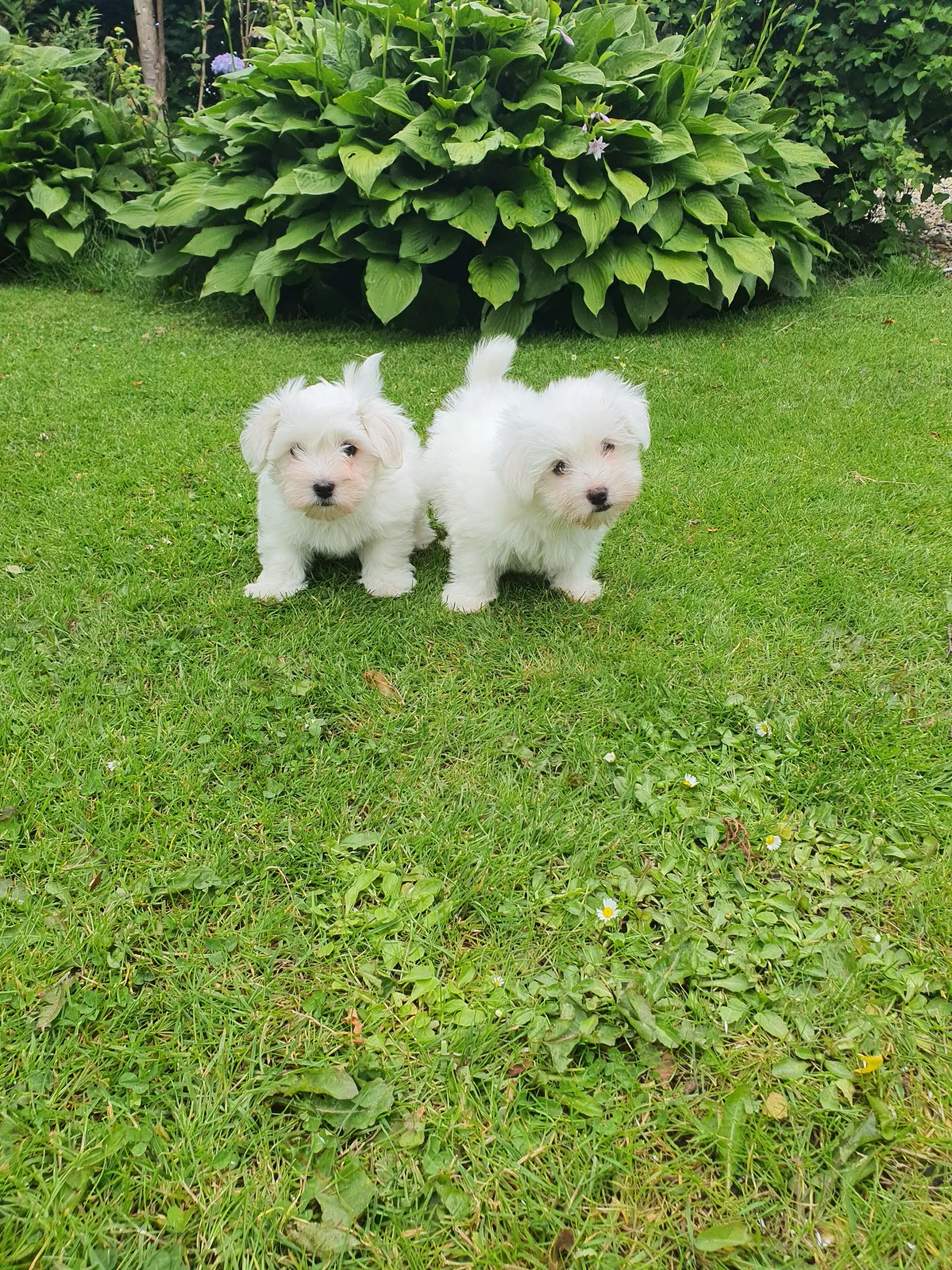 Coton de Tulear hvalpe