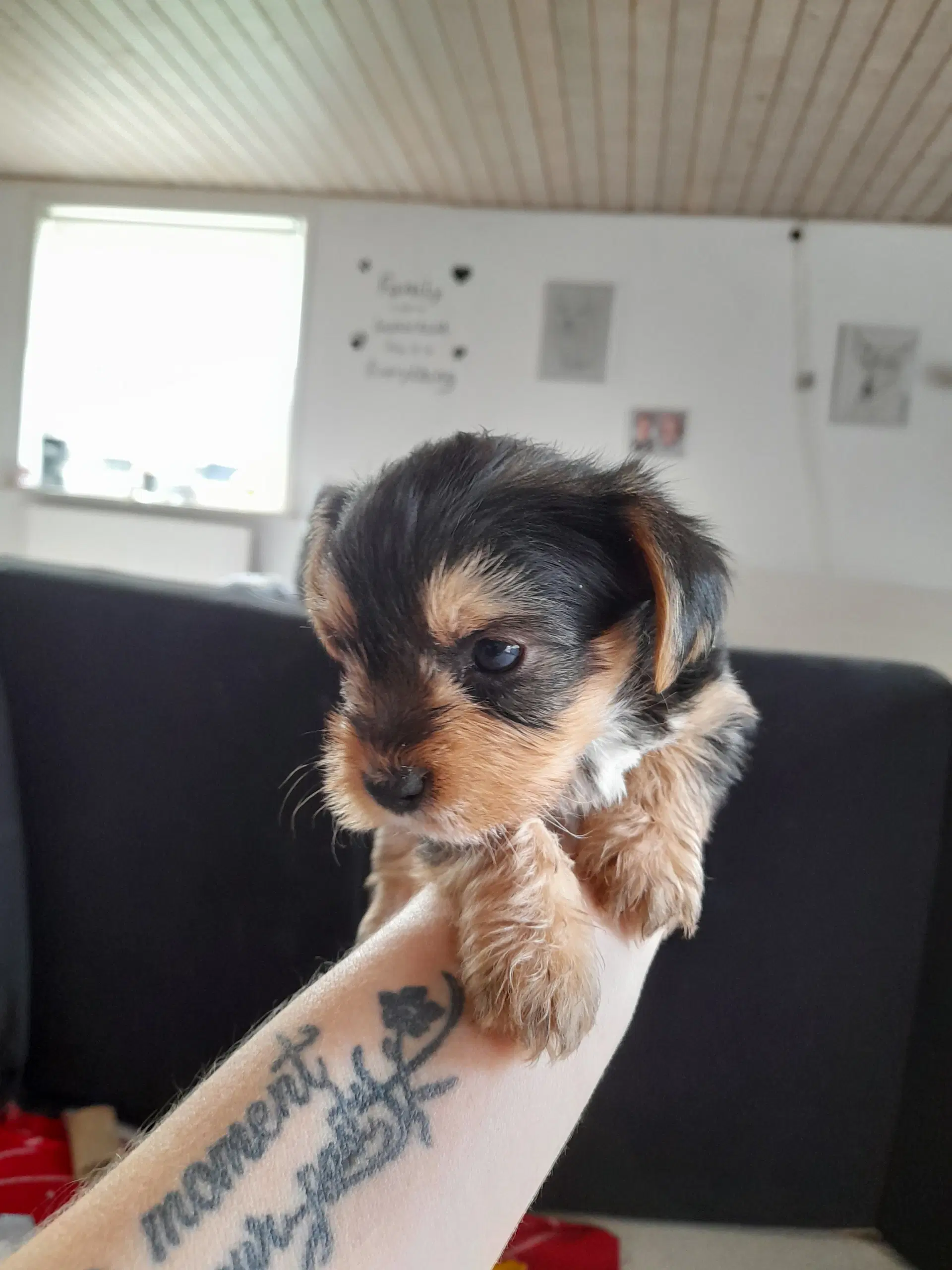 Yorkshire terrier hvalpe