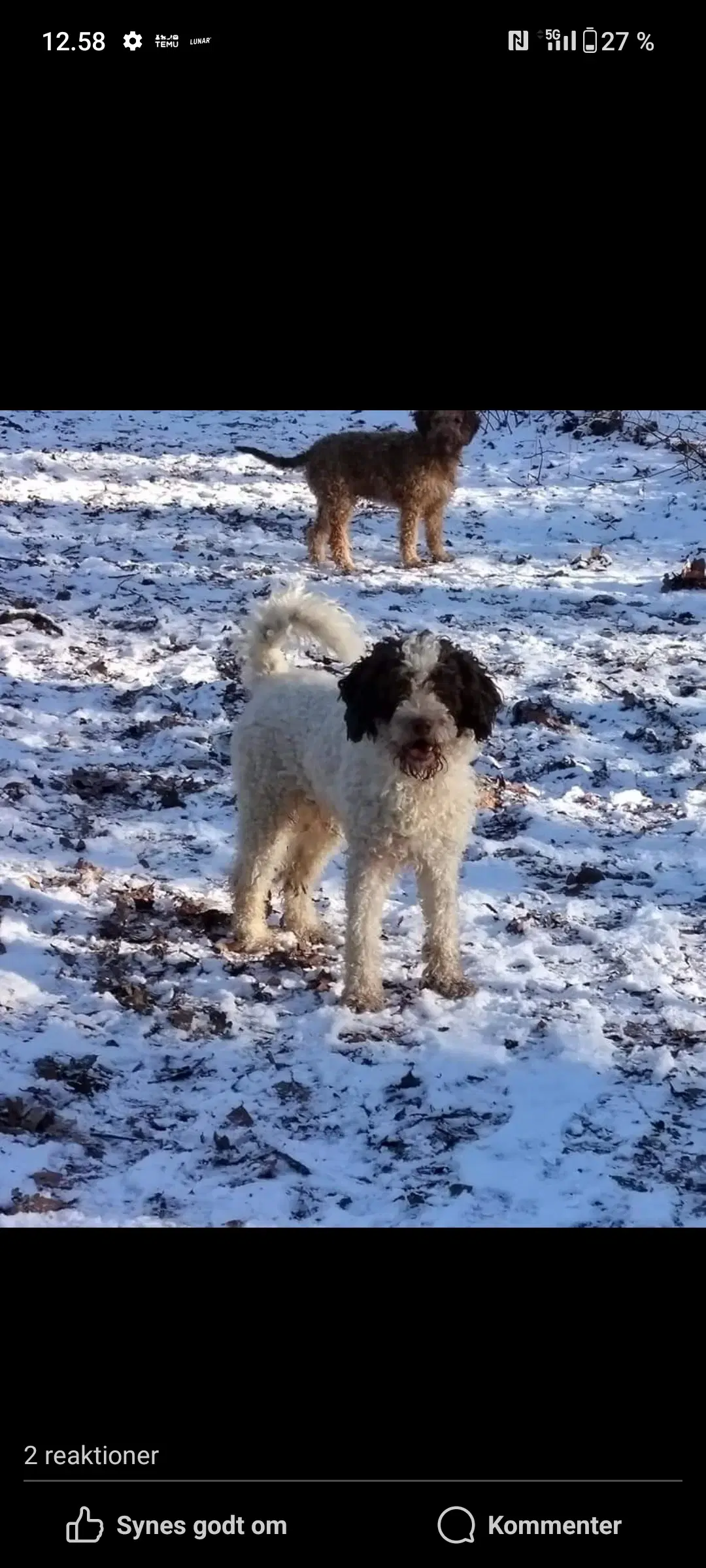 Aussie/lagotto Skønne krøller