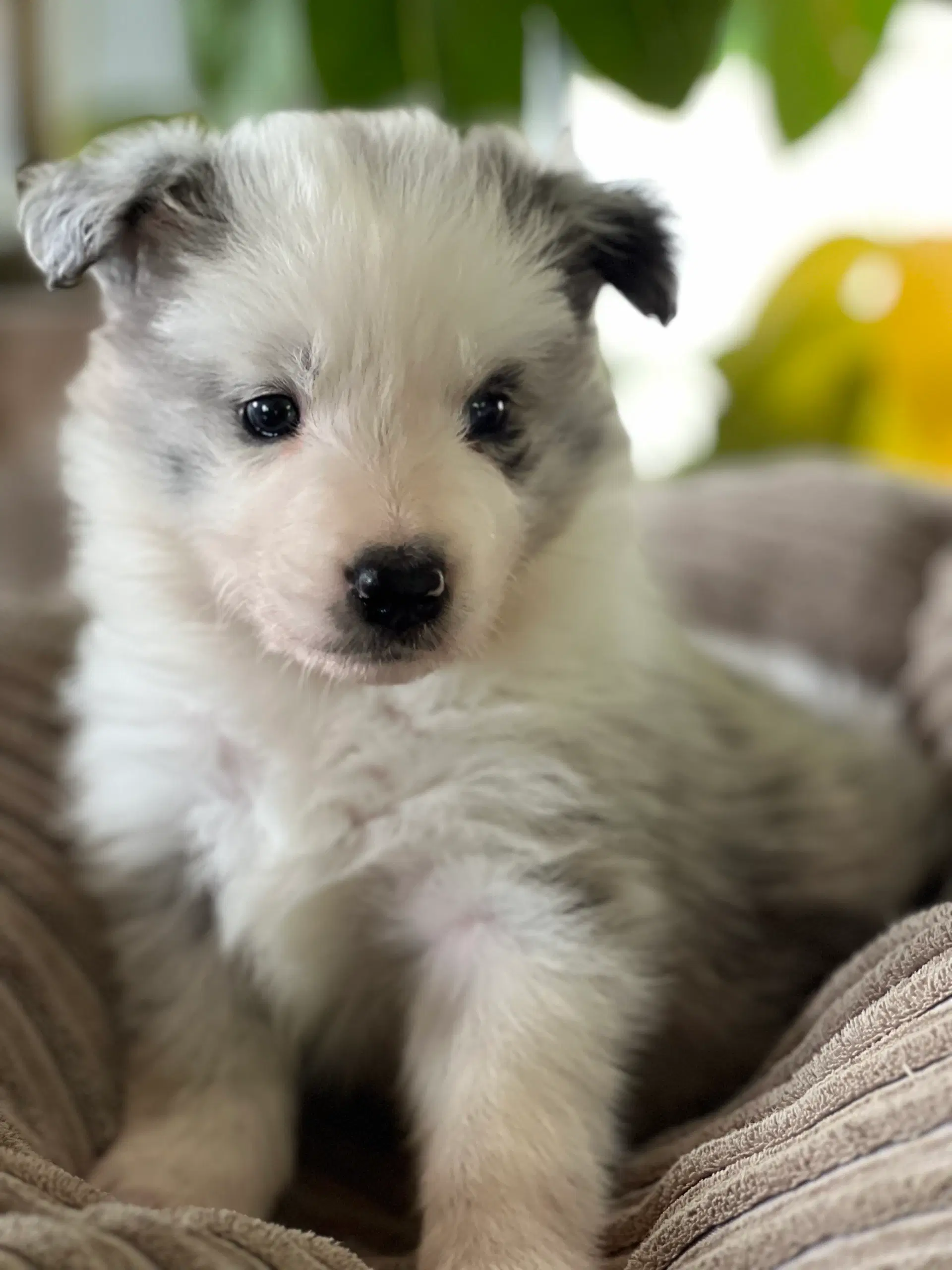 Border collie hvalpe velegnet som familiehund