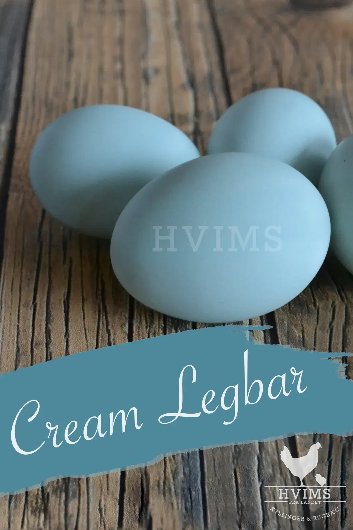 Cream Legbar Rugeæg