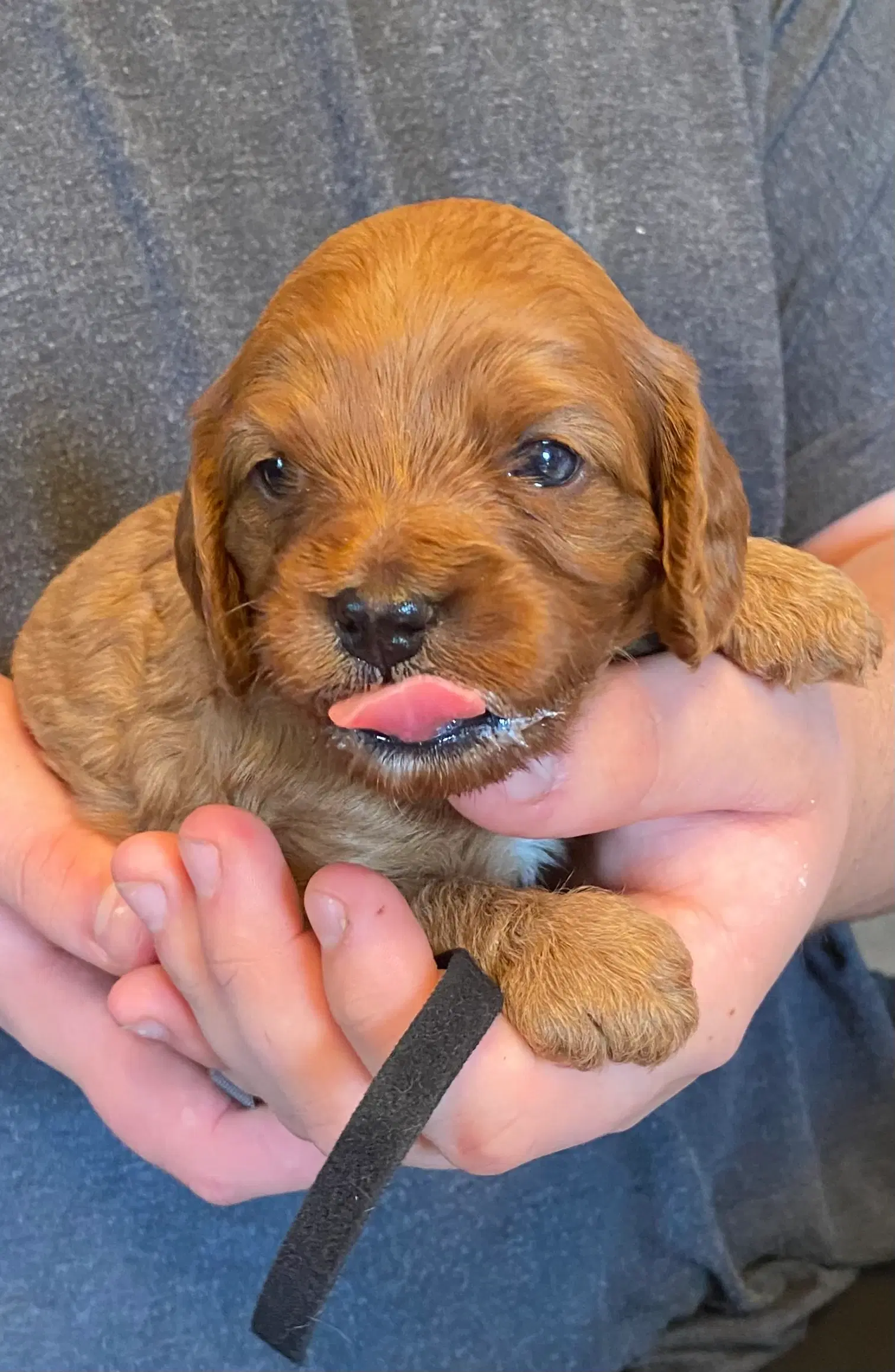 Cavapoo babyer