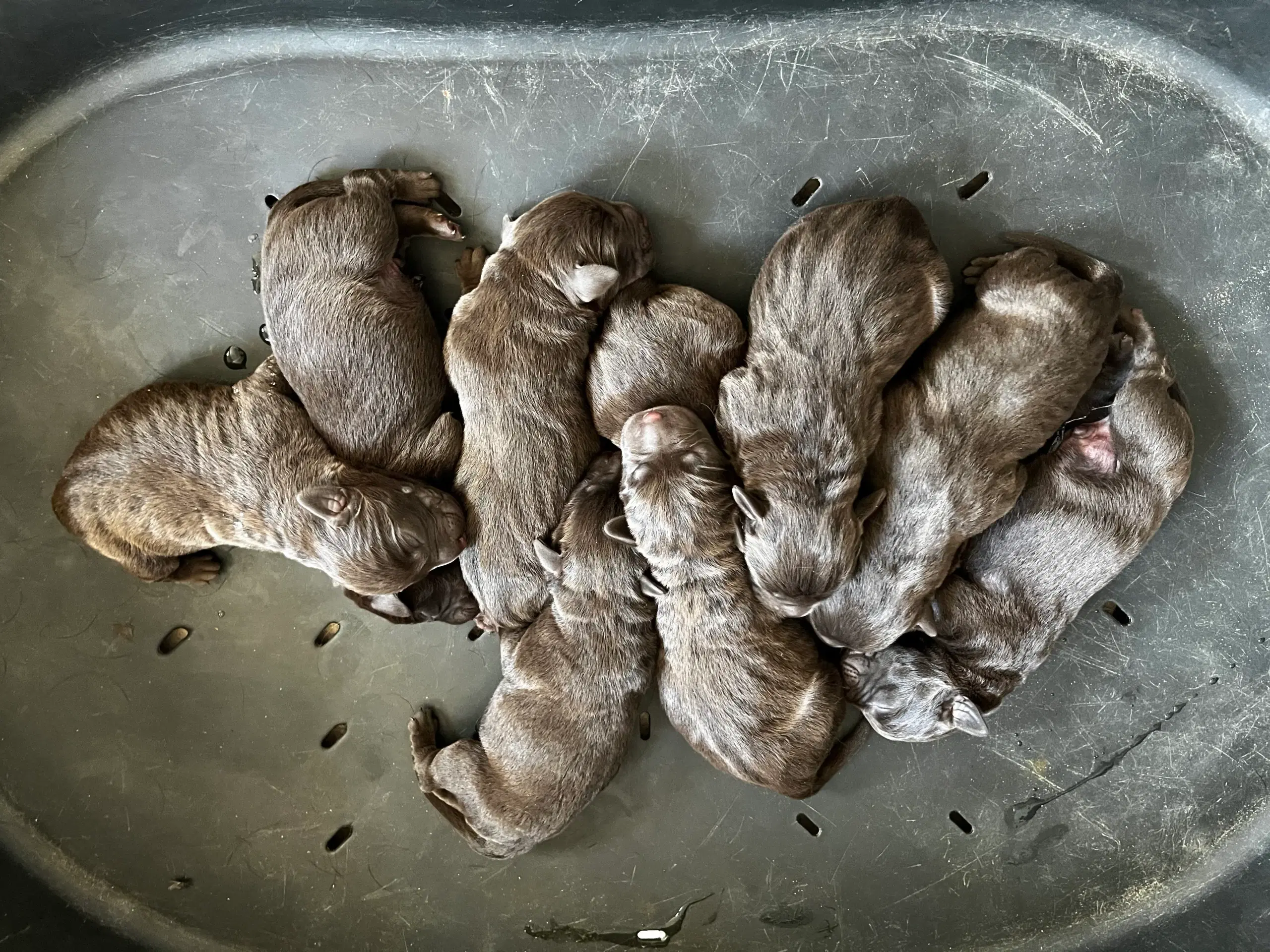 Brune labradorhvalpe salgsklare den 17/8-24