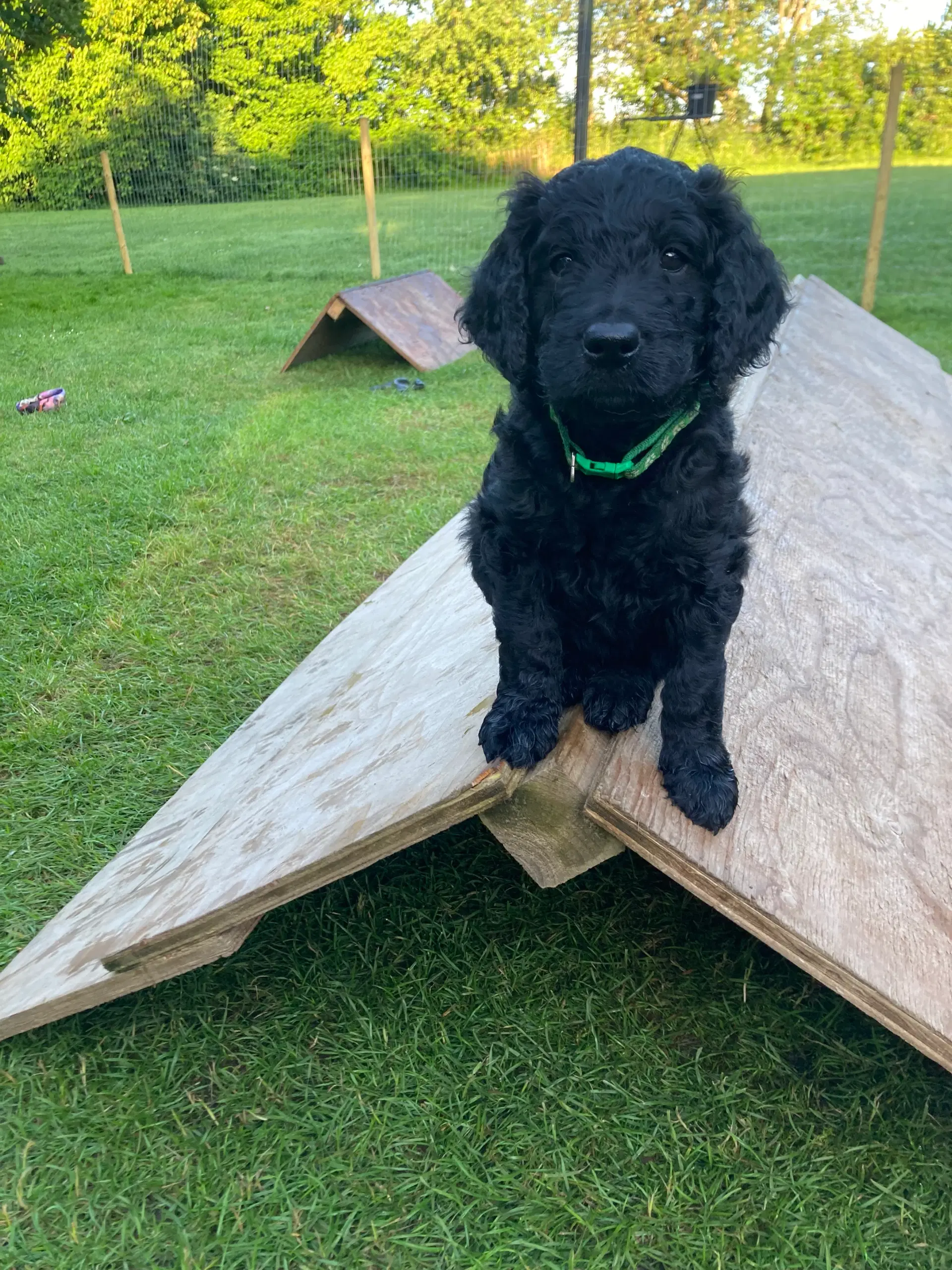 Goldendoodle hvalpe