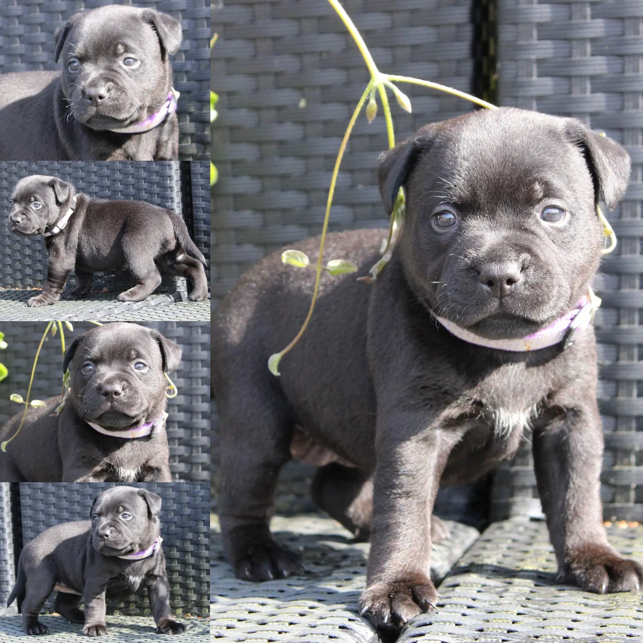 Staffordshire bull terrier