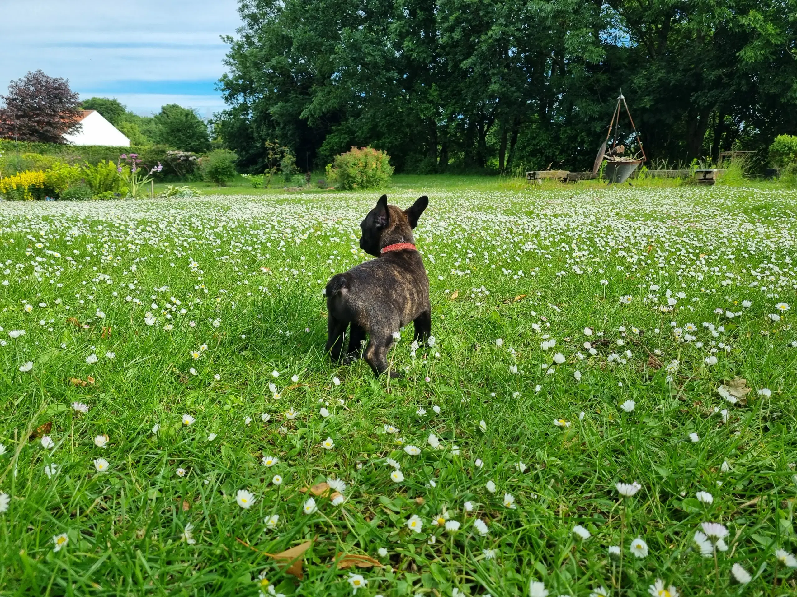 Fransk bulldog hvalpe