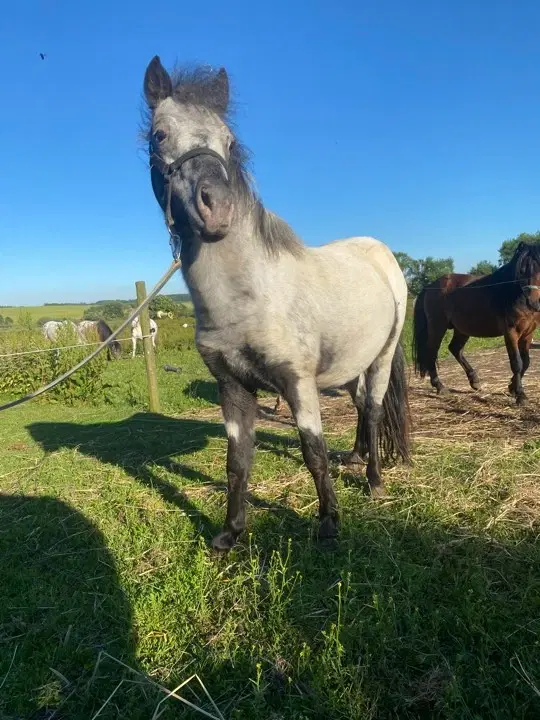 Speciel og lækker hingst søger nyt hjem