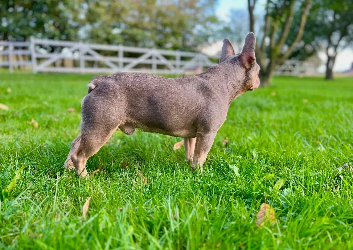 Fransk Bulldog Avlstjeneste