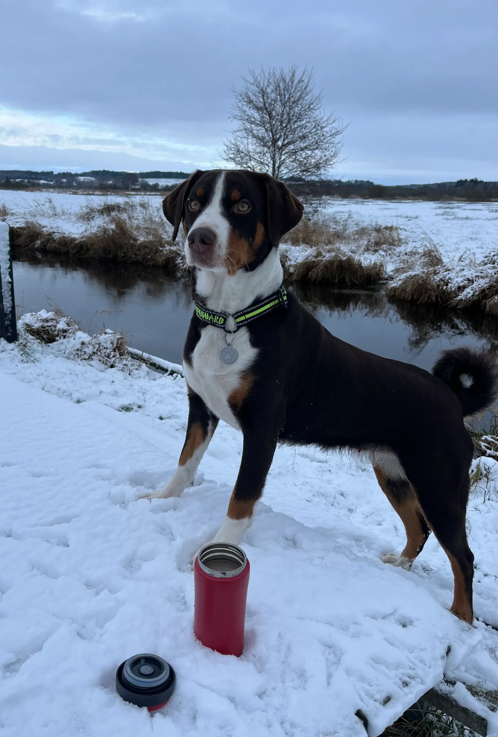 Appenzeller Sennenhund - Alsidig familiehund