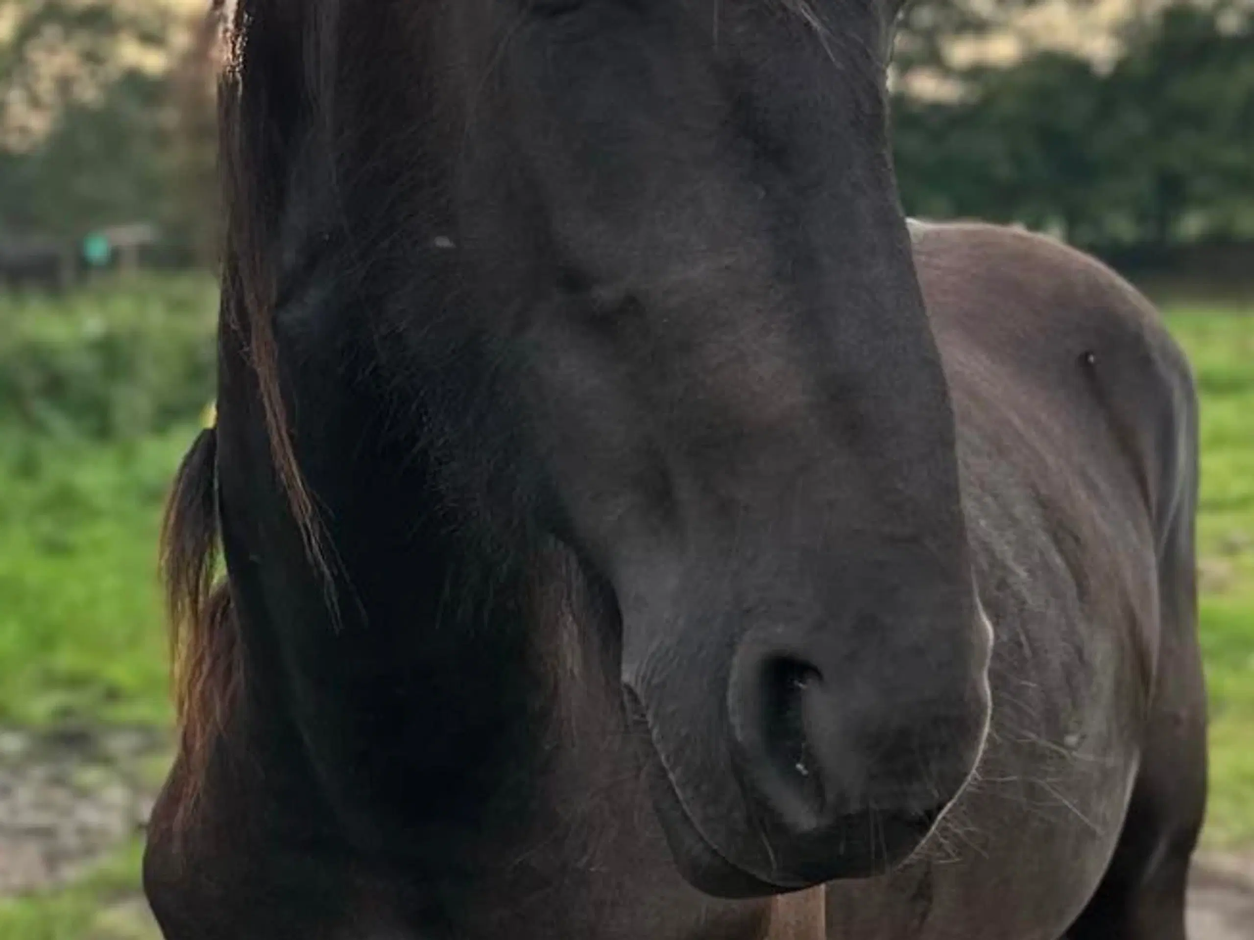 Friser pferd vallak sælges