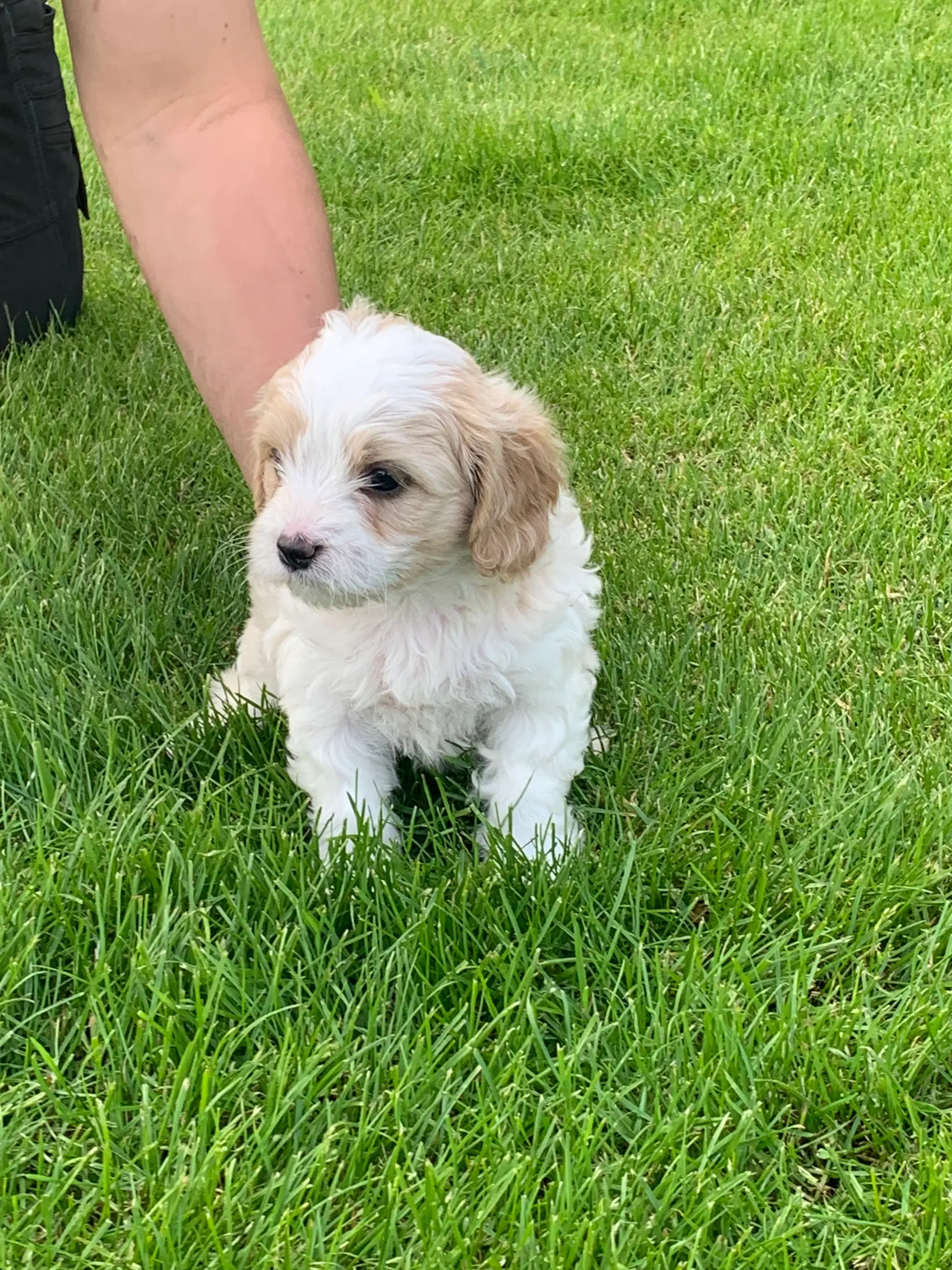 Cavachon hvalpe