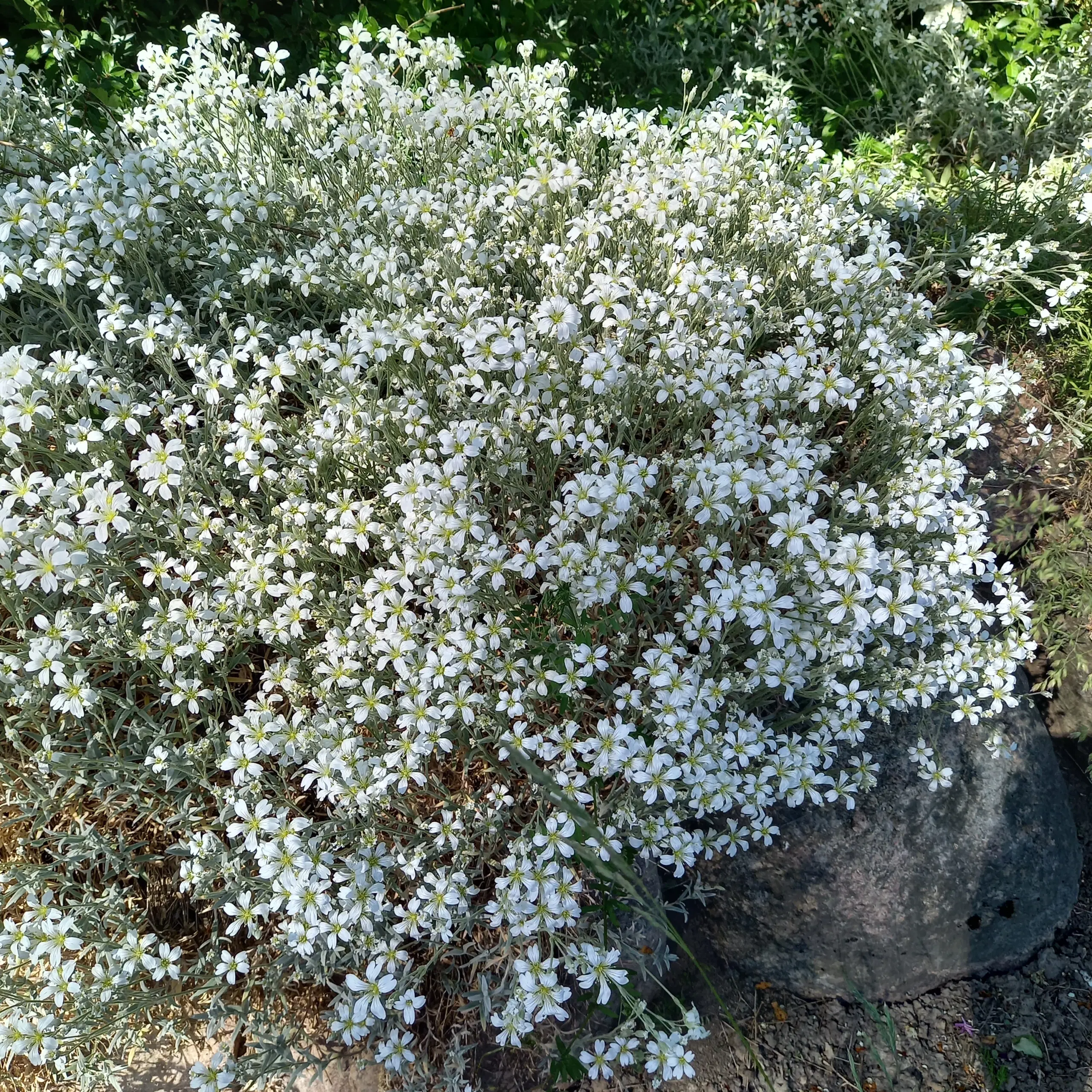 Silverstone planter - tåler tørke