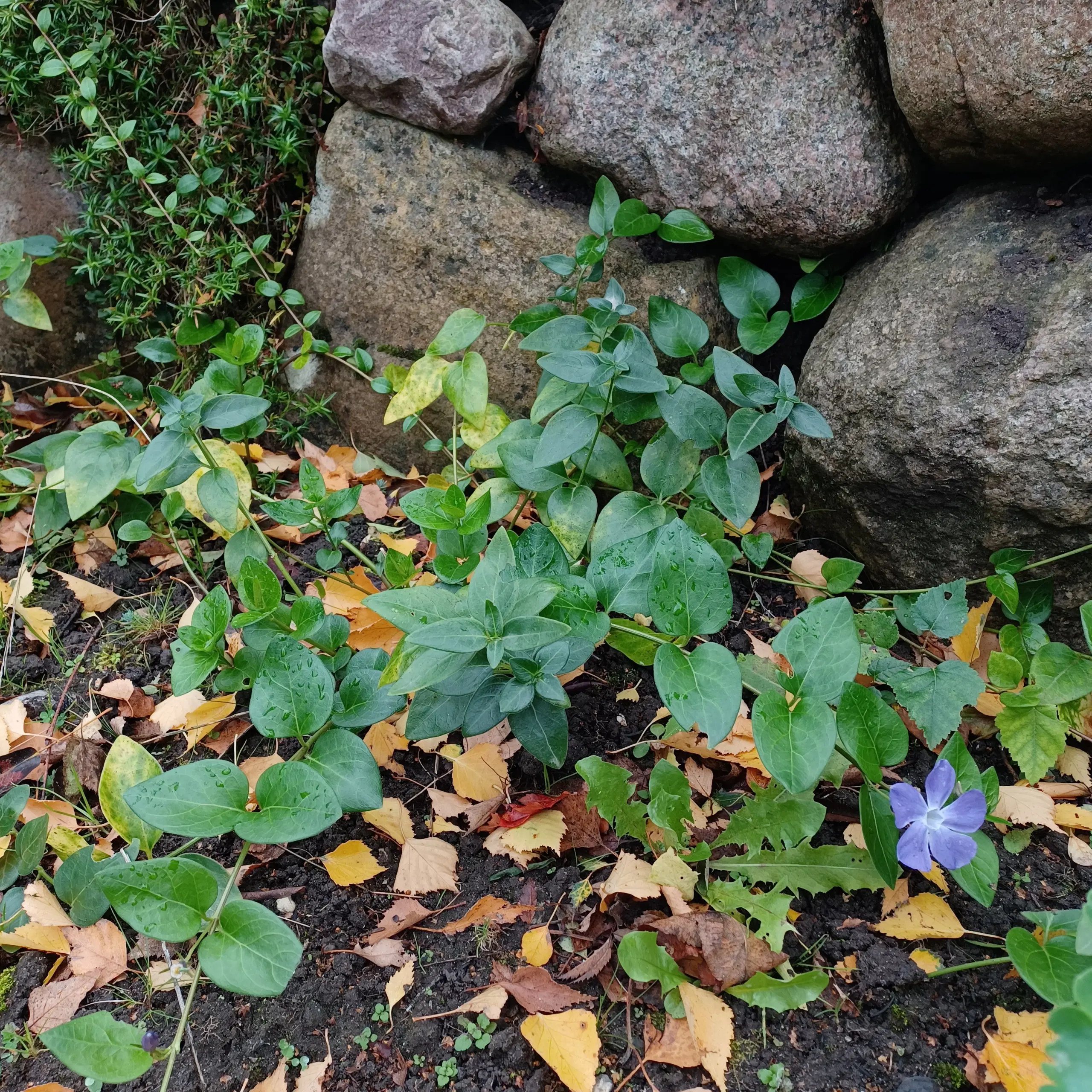 Vinca Major - stedsegrøn bunddække plante