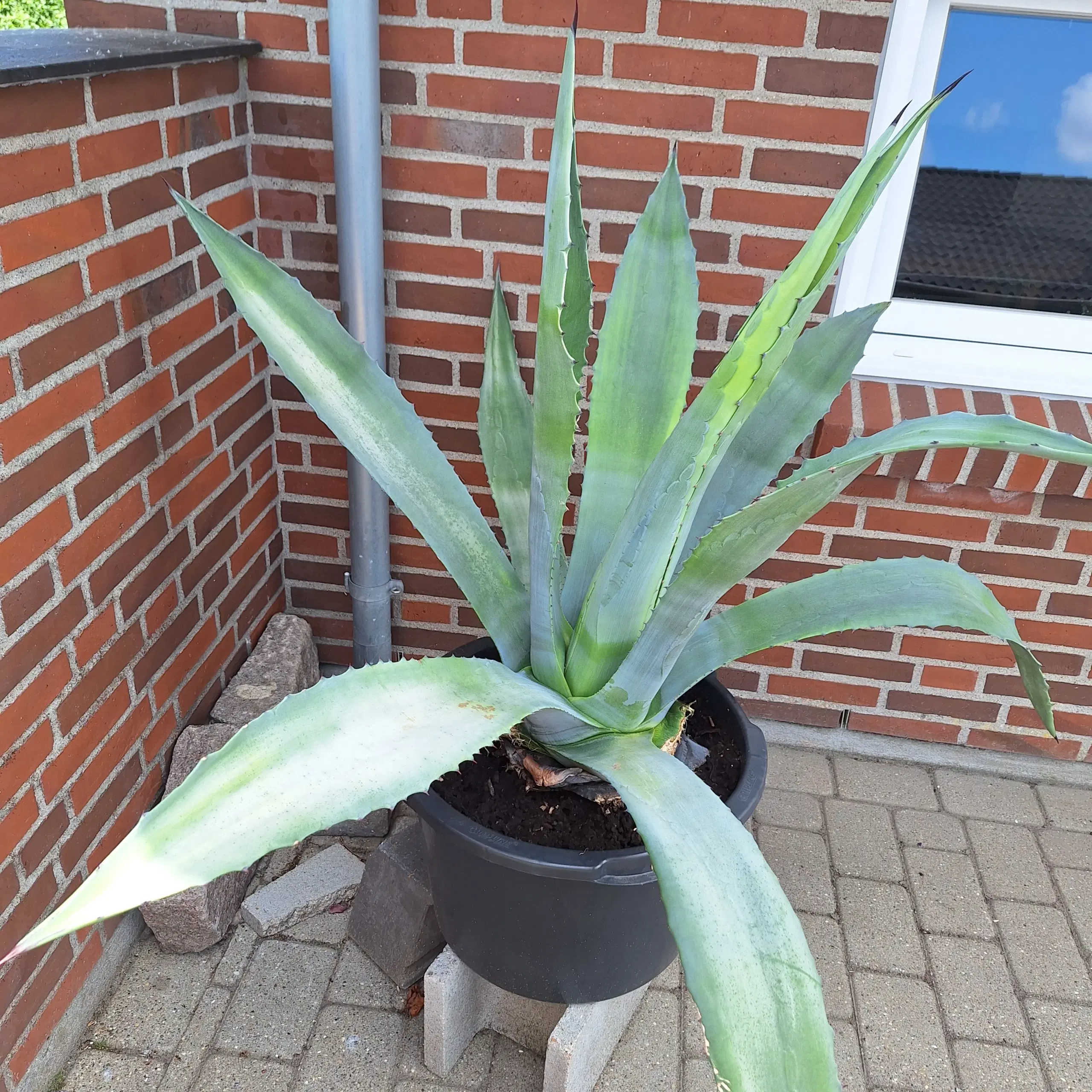 AGAVE