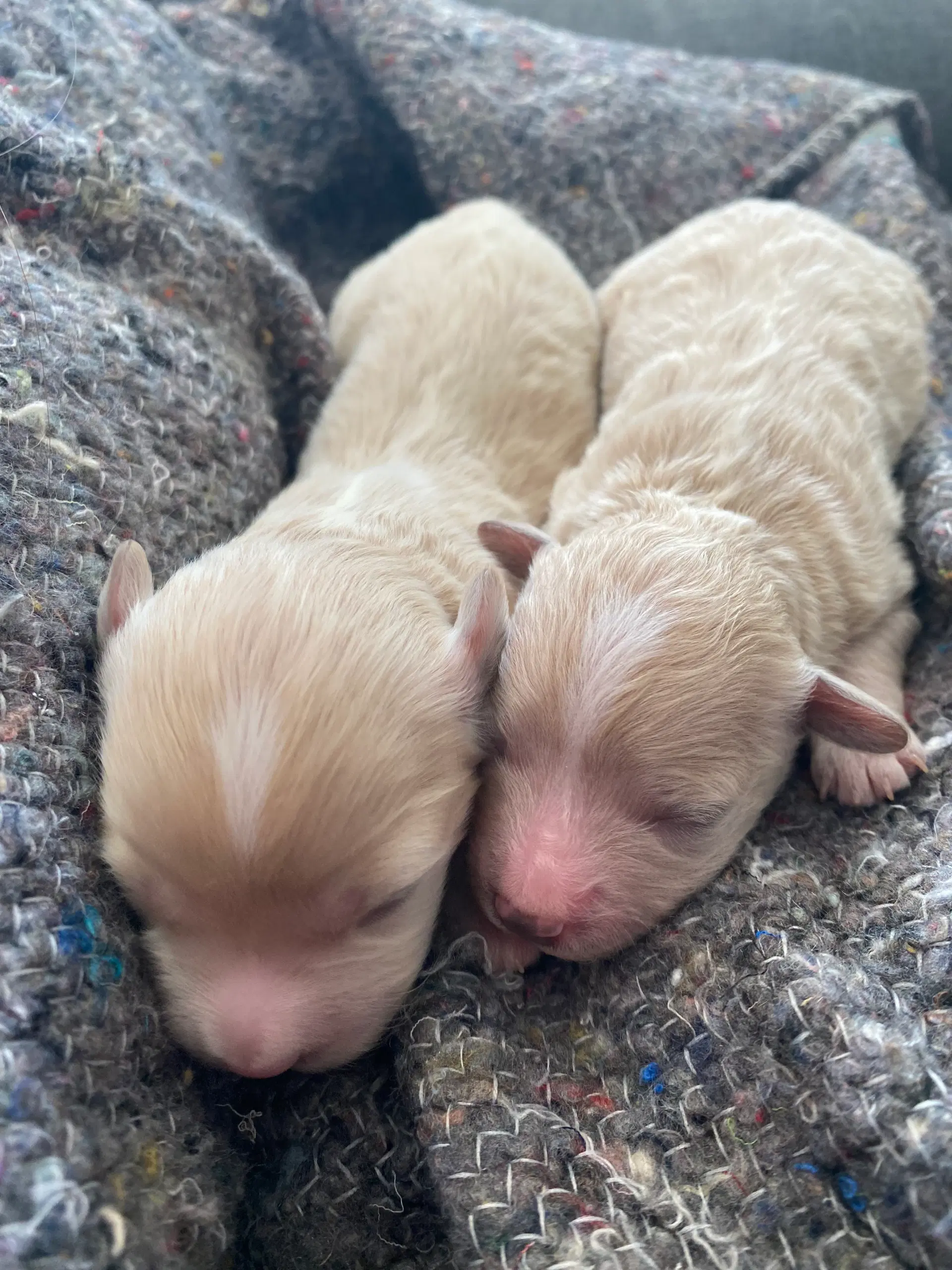 maltipoo (lys abrikos farvet) Rejseklar uge 28