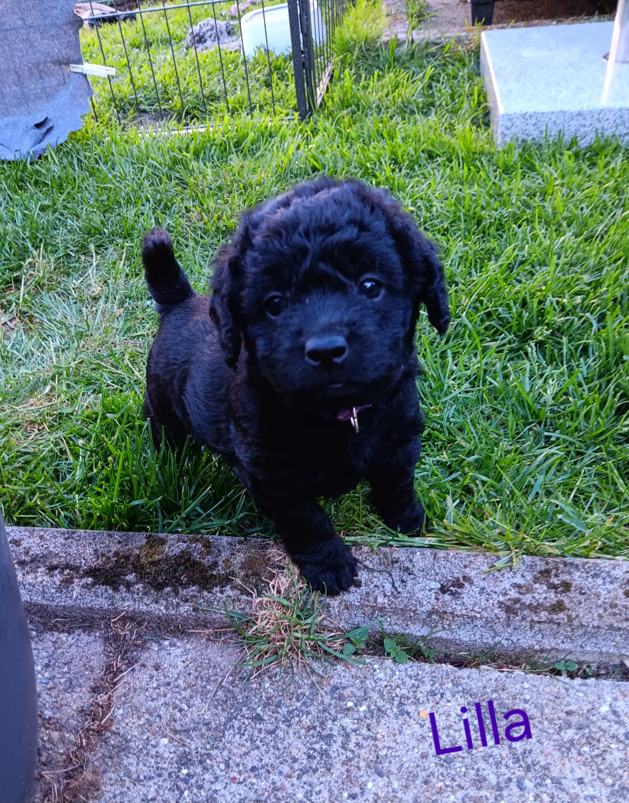 Skønne Labradoodle F1B hvalpe