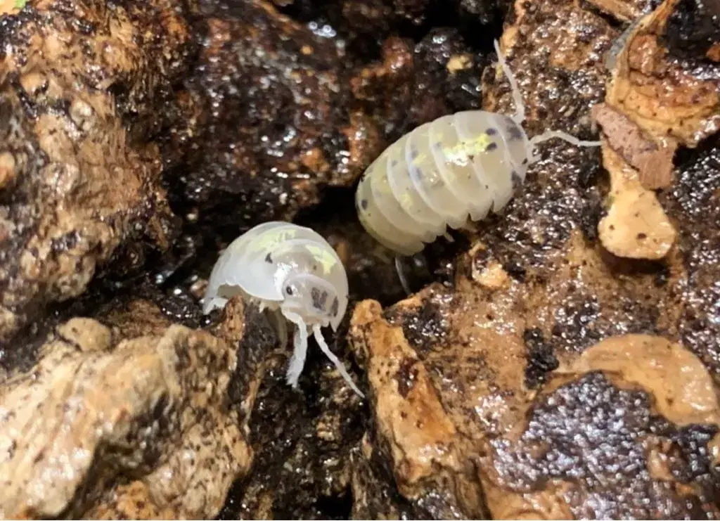 Armadillidium Magic Potion