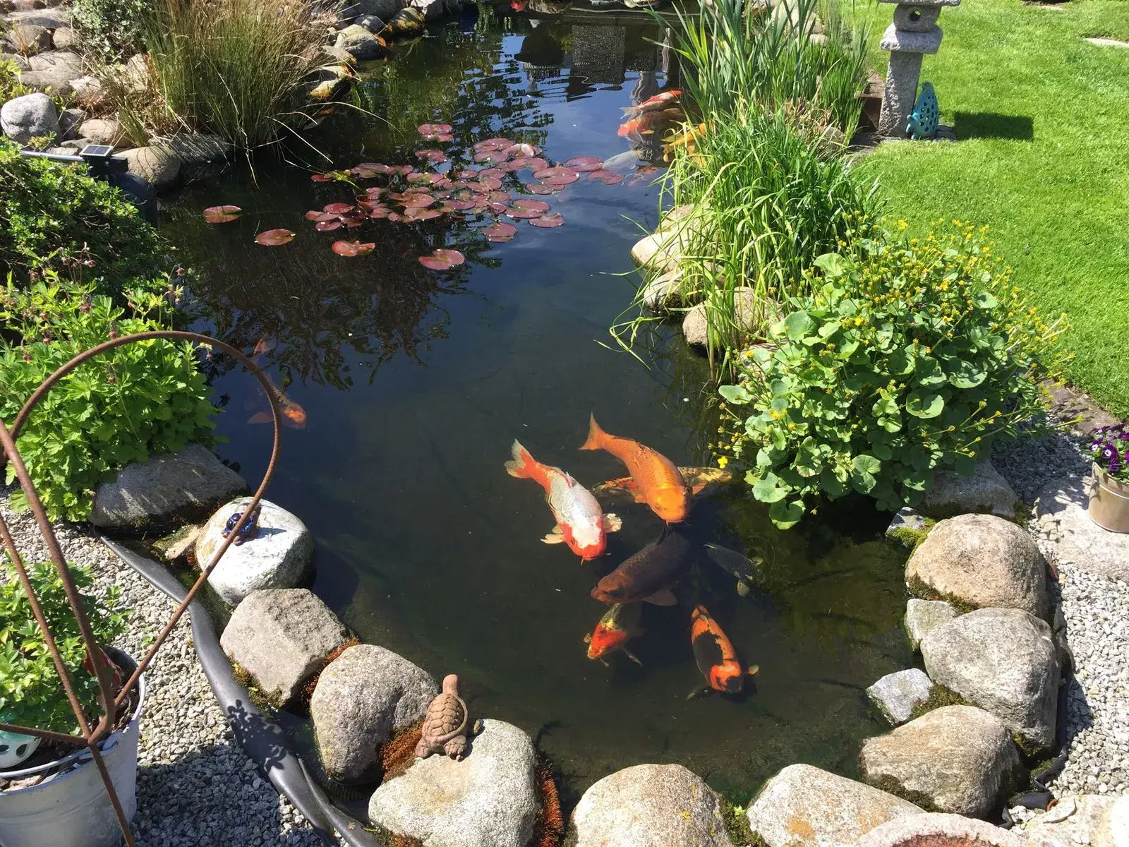 Koi Grower/vækst i 6mm Havedamsfoder