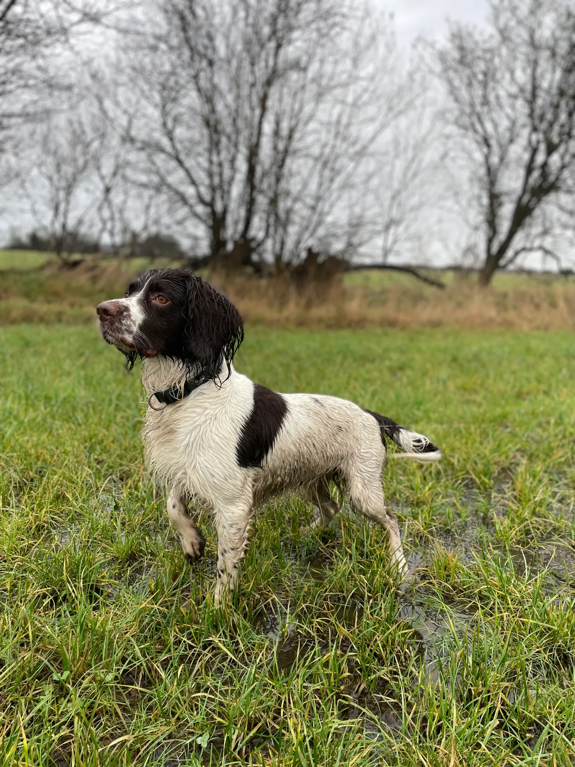 Ft springer spaniel parring