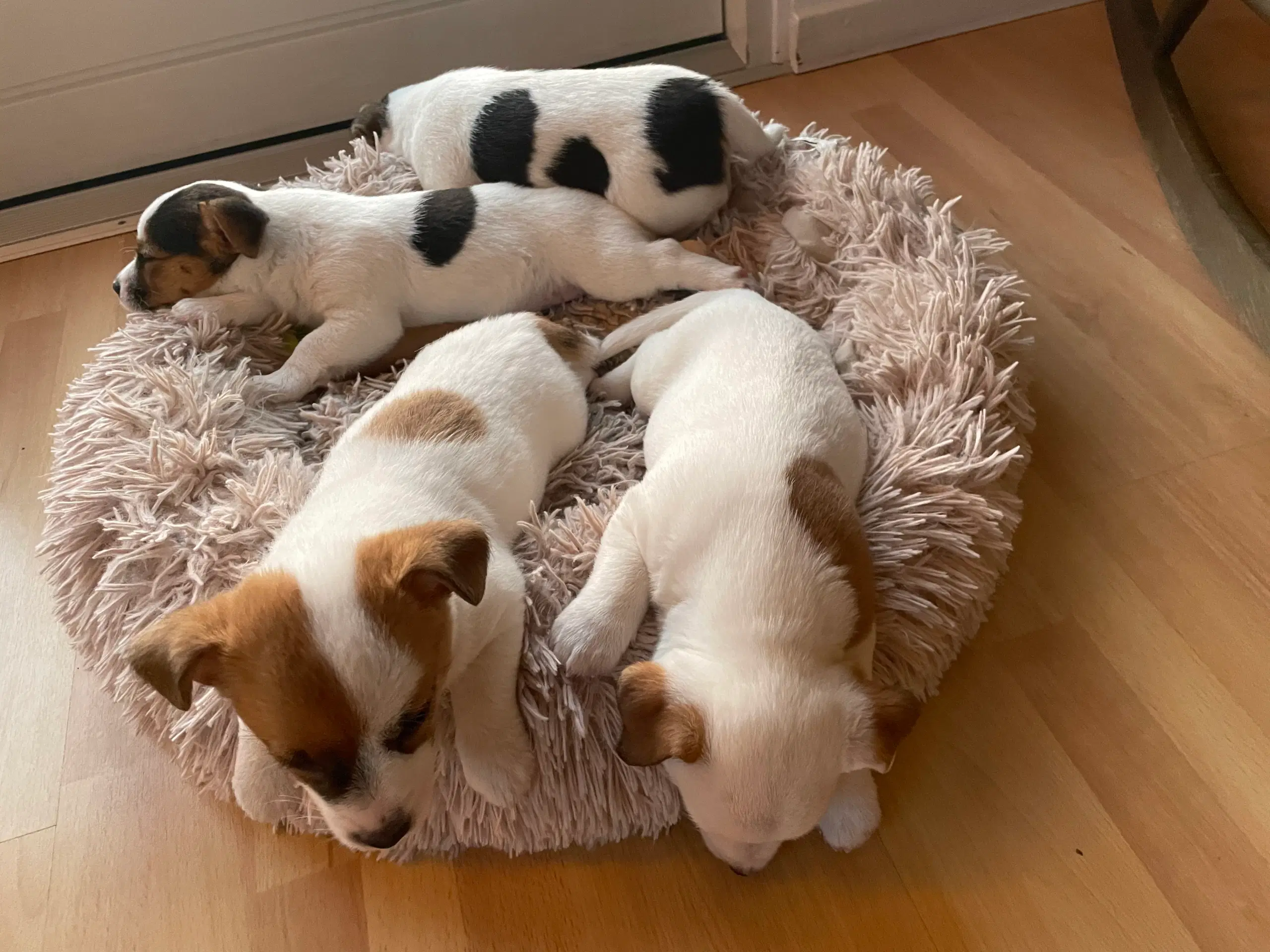 Jack russell hvalpe